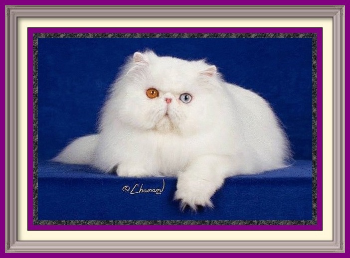 Persian kittens for sale in Alabama, Persian kitties for sale in AL, Persian kittens for sale in Alaska, AK, Persian kittens for sale in Arizona, AZ, Persian kittens for sale in Arkansas, AR, Persian kittens for sale in California, CA, Persian kittens for sale in Colorado, CO, Persian kittens for sale in Connecticut, CT, Persian kittens for sale in District of Columbia, DC, Persian kittens for sale in Delaware, DE, Persian kittens for sale in Florida, FL, Persian kittens for sale in Georgia, GA, Persian kittens for sale in Hawaii, HI, Persian kittens for sale in Idaho, ID, Persian kittens for sale in Illinois, IL, Persian kittens for sale in Indiana, IN, Persian kittens for sale in Iowa, IA, Persian kittens for sale in Kansas, KS, Persian kittens for sale in Kentucky, KY, Persian kittens for sale in Louisiana, LA, Persian kittens for sale in Maine, ME, Persian kittens for sale in Maryland, MD, Persian kittens for sale in Massachusetts, MA, Persian kittens for sale in Michigan, MI, Persian kittens for sale in Minnesota, MN, Persian kittens for sale in Mississippi, MS, Persian kittens for sale in Missouri, MO, Persian kittens for sale in Montana, MT, Persian kittens for sale in Nebraska, NE, Persian kittens for sale in Nevada, NV, Persian kittens for sale in New Hampshire, NH, Persian kittens for sale in New Jersey, NJ, Persian kittens for sale in New Mexico, NM, Persian kittens for sale in New York, NY, Persian kittens for sale in North Carolina, NC, Persian kittens for sale in North Dakota, ND, Persian kittens for sale in Ohio, OH, Persian kittens for sale in Oklahoma, OK, Persian kittens for sale in Oregon, OR, Persian kittens for sale in Pennsylvania, PA, Persian kittens for sale in Puerto Rico, PR, Persian kittens for sale in Rhode Island, RI, Persian kittens for sale in South Carolina, SC, Persian kittens for sale in South Dakota, SD, Persian kittens for sale in Tennessee, TN, Persian kittens for sale in Texas, TX, Persian kittens for sale in Utah, UT, Persian kittens for sale in Vermont, VT, Persian kittens for sale in Virginia, VA, Persian kittens for sale in Washington, WA, Persian kittens for sale in West Virginia, WV, Persian kittens for sale in Wisconsin, WI, Persian kittens for sale in Wyoming, WY Age to spay and neuter kittens, what to know before getting a kitten, buying a registered Persian, buying a registered Exotic Shorthair, Buying a registered Exotic Longhair, CFA Persian breed standard, Exotic Shorthair breed standard, Exotic Longhair breed standard, find a Persian cat breeder, find an Exotic Shorthair cat breeder, find an Exotic Longhair cat breeder, finding a good cat breeder, finding a reputable cat breeder, new cat introduction, new kitten introduction, new Persian cat or kitten, new Exotic Shorthair cat, new Exotic shorthair kitten, new Exotic Longhair kitten, Persian cat breeders, Exotic Shorthair cat breeder, Exotic longhair cat breeder, Persian cat information, Exotic Shorthair cat information, Exotic Longhair cat information, Persian eye tearing, spay and neuter, microchip cat, new Persian cat, Persian cat bath and grooming, grooming a Persian cat, household toxins, cat nutrition, books on Persians, cat shows in my area, pet insurance, information to care for cats, caring for your kitty, caring for your cat, caring for your kitten,