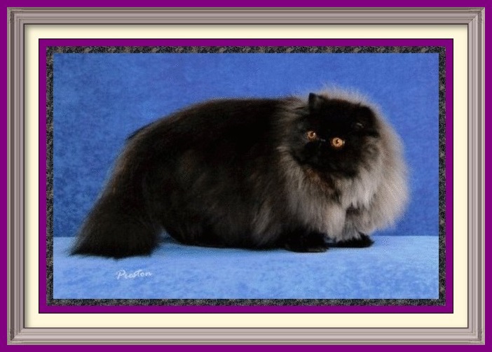 Persian kittens for sale in Alabama, Persian kitties for sale in AL, Persian kittens for sale in Alaska, AK, Persian kittens for sale in Arizona, AZ, Persian kittens for sale in Arkansas, AR, Persian kittens for sale in California, CA, Persian kittens for sale in Colorado, CO, Persian kittens for sale in Connecticut, CT, Persian kittens for sale in District of Columbia, DC, Persian kittens for sale in Delaware, DE, Persian kittens for sale in Florida, FL, Persian kittens for sale in Georgia, GA, Persian kittens for sale in Hawaii, HI, Persian kittens for sale in Idaho, ID, Persian kittens for sale in Illinois, IL, Persian kittens for sale in Indiana, IN, Persian kittens for sale in Iowa, IA, Persian kittens for sale in Kansas, KS, Persian kittens for sale in Kentucky, KY, Persian kittens for sale in Louisiana, LA, Persian kittens for sale in Maine, ME, Persian kittens for sale in Maryland, MD, Persian kittens for sale in Massachusetts, MA, Persian kittens for sale in Michigan, MI, Persian kittens for sale in Minnesota, MN, Persian kittens for sale in Mississippi, MS, Persian kittens for sale in Missouri, MO, Persian kittens for sale in Montana, MT, Persian kittens for sale in Nebraska, NE, Persian kittens for sale in Nevada, NV, Persian kittens for sale in New Hampshire, NH, Persian kittens for sale in New Jersey, NJ, Persian kittens for sale in New Mexico, NM, Persian kittens for sale in New York, NY, Persian kittens for sale in North Carolina, NC, Persian kittens for sale in North Dakota, ND, Persian kittens for sale in Ohio, OH, Persian kittens for sale in Oklahoma, OK, Persian kittens for sale in Oregon, OR, Persian kittens for sale in Pennsylvania, PA, Persian kittens for sale in Puerto Rico, PR, Persian kittens for sale in Rhode Island, RI, Persian kittens for sale in South Carolina, SC, Persian kittens for sale in South Dakota, SD, Persian kittens for sale in Tennessee, TN, Persian kittens for sale in Texas, TX, Persian kittens for sale in Utah, UT, Persian kittens for sale in Vermont, VT, Persian kittens for sale in Virginia, VA, Persian kittens for sale in Washington, WA, Persian kittens for sale in West Virginia, WV, Persian kittens for sale in Wisconsin, WI, Persian kittens for sale in Wyoming, WY Age to spay and neuter kittens, what to know before getting a kitten, buying a registered Persian, buying a registered Exotic Shorthair, Buying a registered Exotic Longhair, CFA Persian breed standard, Exotic Shorthair breed standard, Exotic Longhair breed standard, find a Persian cat breeder, find an Exotic Shorthair cat breeder, find an Exotic Longhair cat breeder, finding a good cat breeder, finding a reputable cat breeder, new cat introduction, new kitten introduction, new Persian cat or kitten, new Exotic Shorthair cat, new Exotic shorthair kitten, new Exotic Longhair kitten, Persian cat breeders, Exotic Shorthair cat breeder, Exotic longhair cat breeder, Persian cat information, Exotic Shorthair cat information, Exotic Longhair cat information, Persian eye tearing, spay and neuter, microchip cat, new Persian cat, Persian cat bath and grooming, grooming a Persian cat, household toxins, cat nutrition, books on Persians, cat shows in my area, pet insurance, information to care for cats, caring for your kitty, caring for your cat, caring for your kitten,