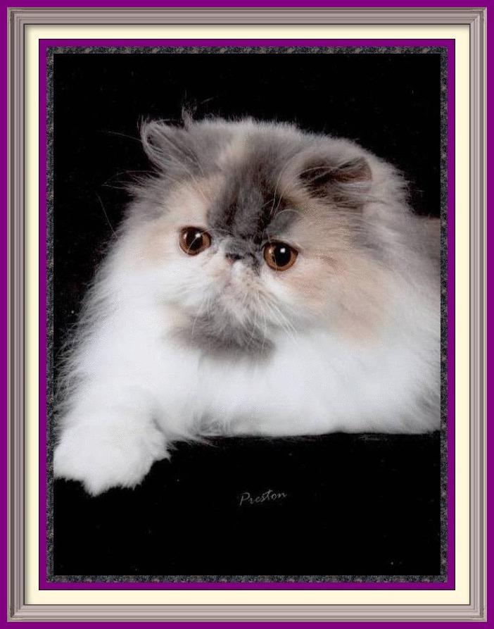 Persian cat breeder in Alabama, Persian cat breeder in AL, Persian cat breeder in Alaska, AK, Persian cat breeder in Arizona, AZ, Persian cat breeder in Arkansas, AR, Persian cat breeder in California, CA, Persian cat breeder in Colorado, CO, Persian cat breeder in Connecticut, CT, Persian cat breeder in District of Columbia, DC, Persian cat breeder in Delaware, DE, Persian cat breeder in Florida, FL, Persian cat breeder in Georgia, GA, Persian cat breeder in Hawaii, HI, Persian cat breeder in Idaho, ID, Persian cat breeder in Illinois, IL, Persian cat breeder in Indiana, IN, Persian cat breeder in Iowa, IA, Persian cat breeder in Kansas, KS, Persian cat breeder in Kentucky, KY, Persian cat breeder in Louisiana, LA, Persian cat breeder in Maine, ME, Persian cat breeder in Maryland, MD, Persian cat breeder in Massachusetts, MA, Persian cat breeder in Michigan, MI, Persian cat breeder in Minnesota, MN, Persian cat breeder in Mississippi, MS, Persian cat breeder in Missouri, MO, Persian cat breeder in Montana, MT, Persian cat breeder in Nebraska, NE, Persian cat breeder in Nevada, NV, Persian cat breeder in New Hampshire, NH, Persian cat breeder in New Jersey, NJ, Persian cat breeder in New Mexico, NM, Persian cat breeder in New York, NY, Persian cat breeder in North Carolina, NC, Persian cat breeder in North Dakota, ND, Persian cat breeder in Ohio, OH, Persian cat breeder in Oklahoma, OK, Persian cat breeder in Oregon, OR, Persian cat breeder in Pennsylvania, PA, Persian cat breeder in Puerto Rico, PR, Persian cat breeder in Rhode Island, RI, Persian cat breeder in South Carolina, SC, Persian cat breeder in South Dakota, SD, Persian cat breeder in Tennessee, TN, Persian cat breeder in Texas, TX, Persian cat breeder in Utah, UT, Persian cat breeder in Vermont, VT, Persian cat breeder in Virginia, VA, Persian cat breeder in Washington, WA, Persian cat breeder in West Virginia, WV, Persian cat breeder in Wisconsin, WI, Persian cat breeder in Wyoming, WY Exotic Shorthair kittens for sale in Alabama, Exotic Shorthair kittens for sale in AL, Exotic Shorthair kittens for sale in Alaska, AK, Exotic Shorthair kittens for sale in Arizona, AZ, Exotic Shorthair kittens for sale in Arkansas, AR, Exotic Shorthair kittens for sale in California, CA, Exotic Shorthair kittens for sale in Colorado, CO, Exotic Shorthair kittens for sale in Connecticut, CT, Exotic Shorthair kittens for sale in District of Columbia, DC, Exotic Shorthair kittens for sale in Delaware, DE, Exotic Shorthair kittens for sale in Florida, FL, Exotic Shorthair kittens for sale in Georgia, GA, Exotic Shorthair kittens for sale in Hawaii, HI, Exotic Shorthair kittens for sale in Idaho, ID, Exotic Shorthair kittens for sale in Illinois, IL, Exotic Shorthair kittens for sale in Indiana, IN, Exotic Shorthair kittens for sale in Iowa, IA, Exotic Shorthair kittens for sale in Kansas, KS, Exotic Shorthair kittens for sale in Kentucky, KY, Exotic Shorthair kittens for sale in Louisiana, LA, Exotic Shorthair kittens for sale in Maine, ME, Exotic Shorthair kittens for sale in Maryland, MD, Exotic Shorthair kittens for sale in Massachusetts, MA, Exotic Shorthair kittens for sale in Michigan, MI, Exotic Shorthair kittens for sale in Minnesota, MN, Exotic Shorthair kittens for sale in Mississippi, MS, Exotic Shorthair kittens for sale in Missouri, MO, Exotic Shorthair kittens for sale in Montana, MT, Exotic Shorthair kittens for sale in Nebraska, NE, Exotic Shorthair kittens for sale in Nevada, NV, Exotic Shorthair kittens for sale in New Hampshire, NH, Exotic Shorthair kittens for sale in New Jersey, NJ, Exotic Shorthair kittens for sale in New Mexico, NM, Exotic Shorthair kittens for sale in New York, NY, Exotic Shorthair kittens for sale in North Carolina, NC, Exotic Shorthair kittens for sale in North Dakota, ND, Exotic Shorthair kittens for sale in Ohio, OH, Exotic Shorthair kittens for sale in Oklahoma, OK, Exotic Shorthair kittens for sale in Oregon, OR, Exotic Shorthair kittens for sale in Pennsylvania, PA, Exotic Shorthair kittens for sale in Puerto Rico, PR, Exotic Shorthair kittens for sale in Rhode Island, RI, Exotic Shorthair kittens for sale in South Carolina, SC, Exotic Shorthair kittens for sale in South Dakota, SD, Exotic Shorthair kittens for sale in Tennessee, TN, Exotic Shorthair kittens for sale in Texas, TX, Exotic Shorthair kittens for sale in Utah, UT, Exotic Shorthair kittens for sale in Vermont, VT, Exotic Shorthair kittens for sale in Virginia, VA, Exotic Shorthair kittens for sale in Washington, WA, Exotic Shorthair kittens for sale in West Virginia, WV, Exotic Shorthair kittens for sale in Wisconsin, WI, Exotic Shorthair kittens for sale in Wyoming, WY Exotic Longhair kittens for sale in Alabama, Exotic Longhair kittens for sale in AL, Exotic Longhair kittens for sale in Alaska, AK, Exotic Longhair kittens for sale in Arizona, AZ, Exotic Longhair kittens for sale in Arkansas, AR, Exotic Longhair kittens for sale in California, CA, Exotic Longhair kittens for sale in Colorado, CO, Exotic Longhair kittens for sale in Connecticut, CT, Exotic Longhair kittens for sale in District of Columbia, DC, Exotic Longhair kittens for sale in Delaware, DE, Exotic Longhair kittens for sale in Florida, FL, Exotic Longhair kittens for sale in Georgia, GA, Exotic Longhair kittens for sale in Hawaii, HI, Exotic Longhair kittens for sale in Idaho, ID, Exotic Longhair kittens for sale in Illinois, IL, Exotic Longhair kittens for sale in Indiana, IN, Exotic Longhair kittens for sale in Iowa, IA, Exotic Longhair kittens for sale in Kansas, KS, Exotic Longhair kittens for sale in Kentucky, KY, Exotic Longhair kittens for sale in Louisiana, LA, Exotic Longhair kittens for sale in Maine, ME, Exotic Longhair kittens for sale in Maryland, MD, Exotic Longhair kittens for sale in Massachusetts, MA, Exotic Longhair kittens for sale in Michigan, MI, Exotic Longhair kittens for sale in Minnesota, MN, Exotic Longhair kittens for sale in Mississippi, MS, Exotic Longhair kittens for sale in Missouri, MO, Exotic Longhair kittens for sale in Montana, MT, Exotic Longhair kittens for sale in Nebraska, NE, Exotic Longhair kittens for sale in Nevada, NV, Exotic Longhair kittens for sale in New Hampshire, NH, Exotic Longhair kittens for sale in New Jersey, NJ, Exotic Longhair kittens for sale in New Mexico, NM, Exotic Longhair kittens for sale in New York, NY, Exotic Longhair kittens for sale in North Carolina, NC, Exotic Longhair kittens for sale in North Dakota, ND, Exotic Longhair kittens for sale in Ohio, OH, Exotic Longhair kittens for sale in Oklahoma, OK, Exotic Longhair kittens for sale in Oregon, OR, Exotic Longhair kittens for sale in Pennsylvania, PA, Exotic Longhair kittens for sale in Puerto Rico, PR, Exotic Longhair kittens for sale in Rhode Island, RI, Exotic Longhair kittens for sale in South Carolina, SC, Exotic Longhair kittens for sale in South Dakota, SD, Exotic Longhair kittens for sale in Tennessee, TN, Exotic Longhair kittens for sale in Texas, TX, Exotic Longhair kittens for sale in Utah, UT, Exotic Longhair kittens for sale in Vermont, VT, Exotic Longhair kittens for sale in Virginia, VA, Exotic Longhair kittens for sale in Washington, WA, Exotic Longhair kittens for sale in West Virginia, WV, Exotic Longhair kittens for sale in Wisconsin, WI, Exotic Longhair kittens for sale in Wyoming, WY