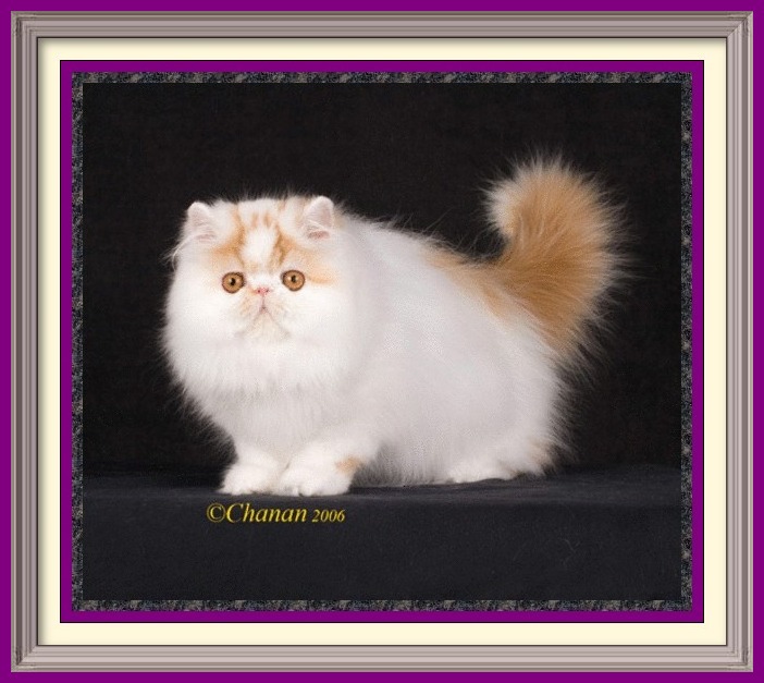 Exotic Longhair kittens for sale in Alabama, Exotic Longhair kittens for sale in AL, Exotic Longhair kittens for sale in Alaska, AK, Exotic Longhair kittens for sale in Arizona, AZ, Exotic Longhair kittens for sale in Arkansas, AR, Exotic Longhair kittens for sale in California, CA, Exotic Longhair kittens for sale in Colorado, CO, Exotic Longhair kittens for sale in Connecticut, CT, Exotic Longhair kittens for sale in District of Columbia, DC, Exotic Longhair kittens for sale in Delaware, DE, Exotic Longhair kittens for sale in Florida, FL, Exotic Longhair kittens for sale in Georgia, GA, Exotic Longhair kittens for sale in Hawaii, HI, Exotic Longhair kittens for sale in Idaho, ID, Exotic Longhair kittens for sale in Illinois, IL, Exotic Longhair kittens for sale in Indiana, IN, Exotic Longhair kittens for sale in Iowa, IA, Exotic Longhair kittens for sale in Kansas, KS, Exotic Longhair kittens for sale in Kentucky, KY, Exotic Longhair kittens for sale in Louisiana, LA, Exotic Longhair kittens for sale in Maine, ME, Exotic Longhair kittens for sale in Maryland, MD, Exotic Longhair kittens for sale in Massachusetts, MA, Exotic Longhair kittens for sale in Michigan, MI, Exotic Longhair kittens for sale in Minnesota, MN, Exotic Longhair kittens for sale in Mississippi, MS, Exotic Longhair kittens for sale in Missouri, MO, Exotic Longhair kittens for sale in Montana, MT, Exotic Longhair kittens for sale in Nebraska, NE, Exotic Longhair kittens for sale in Nevada, NV, Exotic Longhair kittens for sale in New Hampshire, NH, Exotic Longhair kittens for sale in New Jersey, NJ, Exotic Longhair kittens for sale in New Mexico, NM, Exotic Longhair kittens for sale in New York, NY, Exotic Longhair kittens for sale in North Carolina, NC, Exotic Longhair kittens for sale in North Dakota, ND, Exotic Longhair kittens for sale in Ohio, OH, Exotic Longhair kittens for sale in Oklahoma, OK, Exotic Longhair kittens for sale in Oregon, OR, Exotic Longhair kittens for sale in Pennsylvania, PA, Exotic Longhair kittens for sale in Puerto Rico, PR, Exotic Longhair kittens for sale in Rhode Island, RI, Exotic Longhair kittens for sale in South Carolina, SC, Exotic Longhair kittens for sale in South Dakota, SD, Exotic Longhair kittens for sale in Tennessee, TN, Exotic Longhair kittens for sale in Texas, TX, Exotic Longhair kittens for sale in Utah, UT, Exotic Longhair kittens for sale in Vermont, VT, Exotic Longhair kittens for sale in Virginia, VA, Exotic Longhair kittens for sale in Washington, WA, Exotic Longhair kittens for sale in West Virginia, WV, Exotic Longhair kittens for sale in Wisconsin, WI, Exotic Longhair kittens for sale in Wyoming, WY Persian kittens for sale in Alabama, Persian kittens for sale in AL, Persian kittens for sale in Alaska, AK, Persian kittens for sale in Arizona, AZ, Persian kittens for sale in Arkansas, AR, Persian kittens for sale in California, CA, Persian kittens for sale in Colorado, CO, Persian kittens for sale in Connecticut, CT, Persian kittens for sale in District of Columbia, DC, Persian kittens for sale in Delaware, DE, Persian kittens for sale in Florida, FL, Persian kittens for sale in Georgia, GA, Persian kittens for sale in Hawaii, HI, Persian kittens for sale in Idaho, ID, Persian kittens for sale in Illinois, IL, Persian kittens for sale in Indiana, IN, Persian kittens for sale in Iowa, IA, Persian kittens for sale in Kansas, KS, Persian kittens for sale in Kentucky, KY, Persian kittens for sale in Louisiana, LA, Persian kittens for sale in Maine, ME, Persian kittens for sale in Maryland, MD, Persian kittens for sale in Massachusetts, MA, Persian kittens for sale in Michigan, MI, Persian kittens for sale in Minnesota, MN, Persian kittens for sale in Mississippi, MS, Persian kittens for sale in Missouri, MO, Persian kittens for sale in Montana, MT, Persian kittens for sale in Nebraska, NE, Persian kittens for sale in Nevada, NV, Persian kittens for sale in New Hampshire, NH, Persian kittens for sale in New Jersey, NJ, Persian kittens for sale in New Mexico, NM, Persian kittens for sale in New York, NY, Persian kittens for sale in North Carolina, NC, Persian kittens for sale in North Dakota, ND, Persian kittens for sale in Ohio, OH, Persian kittens for sale in Oklahoma, OK, Persian kittens for sale in Oregon, OR, Persian kittens for sale in Pennsylvania, PA, Persian kittens for sale in Puerto Rico, PR, Persian kittens for sale in Rhode Island, RI, Persian kittens for sale in South Carolina, SC, Persian kittens for sale in South Dakota, SD, Persian kittens for sale in Tennessee, TN, Persian kittens for sale in Texas, TX, Persian kittens for sale in Utah, UT, Persian kittens for sale in Vermont, VT, Persian kittens for sale in Virginia, VA, Persian kittens for sale in Washington, WA, Persian kittens for sale in West Virginia, WV, Persian kittens for sale in Wisconsin, WI, Persian kittens for sale in Wyoming, WY Age to spay and neuter kittens, what to know before getting a kitten, buying a registered Persian, buying a registered Exotic Shorthair, Buying a registered Exotic Longhair, CFA Persian breed standard, Exotic Shorthair breed standard, Exotic Longhair breed standard, find a Persian cat breeder, find an Exotic Shorthair cat breeder, find an Exotic Longhair cat breeder, finding a good cat breeder, finding a reputable cat breeder, new cat introduction, new kitten introduction, new Persian cat or kitten, new Exotic Shorthair cat, new Exotic shorthair kitten, new Exotic Longhair kitten, Persian cat breeders, Exotic Shorthair cat breeder, Exotic longhair cat breeder, Persian cat information, Exotic Shorthair cat information, Exotic Longhair cat information, Persian eye tearing, spay and neuter, microchip cat, new Persian cat, Persian cat bath and grooming, grooming a Persian cat, household toxins, cat nutrition, books on Persians, cat shows in my area, pet insurance, information to care for cats, caring for your kitty, caring for your cat, caring for your kitten,