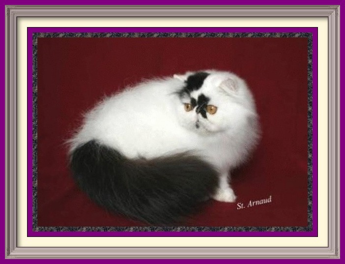 Persian Kittens for sale near me, Persian Cattery, Persian, Persians, Persian Cats, Persian Cat, Persian kittens, Persian kitten, Persian Cat Breeder, Persian Cat Breeders, Cat Breeder, Cat Breeders, cattery, cat, cats, kitten, kittens, Breeder, Breeders, feline, pet, Rocky Mountains, companion, breeder, breeders, Longhairs, Longhair Cats, longhair cats, Cat Fanciers Association, Persian show kitten, Persian show cat, Persian show cat for sale near me Exotic Shorthair Kittens for sale near me, Exotic Shorthair Cattery, Exotic Shorthair, Exotic Shorthair, Exotic Shorthair, Exotic Shorthair Cat, Exotic Shorthair kittens, Exotic Shorthair kitten, Exotic Shorthair Cat Breeder, Exotic Shorthair Cat Breeders, Cat Breeder, Cat Breeders, cattery, cat, cats, kitten, kittens, Breeder, Breeders, feline, pet, Minneapolis, Minnesota, Saint Paul, Twin Cities, companion, breeder, breeders, Exotic Shorthair and Longhairs, Exotic Shorthair Cats, longhair cats, Cat Fanciers Association, Exotic Shorthair show kitten, Exotic Shorthair show cat, Exotic Shorthair show cat for sale near me Exotic Longhair Kittens for sale near me, Exotic Longhair Cattery, Exotic Longhair, Exotic Shorthair Cat, Exotic Longhair kittens, Exotic Longhair kitten, Exotic Longhair Cat Breeder, Exotic Longhair Cat Breeders, Cat Breeder, Cat Breeders, cattery, cat, cats, kitten, kittens, Breeder, Breeders, feline, pet, Minneapolis, Minnesota, Saint Paul, Twin Cities, companion, breeder, breeders, Exotic Shorthair and Longhairs, Exotic Longhair Cats, longhair cats, Cat Fanciers Association, Exotic Longhair show kitten, Exotic Longhair show cat, Exotic Longhair show cat for sale near me CFA Registered Persian cats and Persian kittens for sale. Get more information on Persian cats, Persian kittens, and cat shows. Persian Cattery, Persian, Persians, Persian Cats, Persian Kitten In Colorado, Persian Breeder In Colorado, Persian Cats for Sale, Persian Cat, Persian Kittens, Persian Kitten, Persian Cat Breeder, Persian Cat Breeders, Persian Cat Breeder In Colorado, Persian Kitten Breeder In Colorado, Cat Breeder, Cat Breeders, Cattery, Cat, Cats, Kitten, Kittens, Breeder, Breeders, Feline, Pet, Rocky Mountains, Companion, Longhairs, Longhair Cats, Cat Fanciers Association, Grooming And Bathing Persians, Health Guarantee, Bathing, Bath, Persian, Bath, Mats, Comb, Persians, Purebred, Purebreds, Persian, Shows, Himalayan Cats, Longhair Kittens, Sweet Face, Cat Health, Cat Links, Sire, Dam, Pedigree Cats, Kitten Sales, Home Raised, Cattery, Cat Care, Cat Referral, Pet Cat, Feline, Sire, Dam, Tabbys, Tabbies, Pointed, Health, Temperament, Disposition, Purr, Personality, Pets, Feline, Cat Links, Raised, Cats Raised Underfoot, Pedigree, Kittens Available, Cat Care, Bi-Color, Bicolor, Solid, Smoke, Flat Face, Calico, Champion, Grand Champion, Tortoiseshell, Tortiseshell, Blue-Cream, Blue Cream, Bi-Color Van, Bicolor Van, Groomer's Goop, Goop to wash cats, degrease with Goop, Feline behavior modification with Feliway.