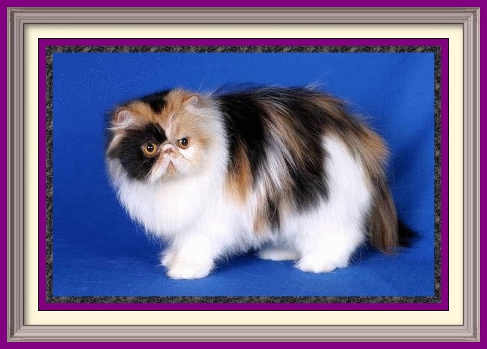 Exotic Longhair kittens for sale in Alabama, Exotic Longhair kittens for sale in AL, Exotic Longhair kittens for sale in Alaska, AK, Exotic Longhair kittens for sale in Arizona, AZ, Exotic Longhair kittens for sale in Arkansas, AR, Exotic Longhair kittens for sale in California, CA, Exotic Longhair kittens for sale in Colorado, CO, Exotic Longhair kittens for sale in Connecticut, CT, Exotic Longhair kittens for sale in District of Columbia, DC, Exotic Longhair kittens for sale in Delaware, DE, Exotic Longhair kittens for sale in Florida, FL, Exotic Longhair kittens for sale in Georgia, GA, Exotic Longhair kittens for sale in Hawaii, HI, Exotic Longhair kittens for sale in Idaho, ID, Exotic Longhair kittens for sale in Illinois, IL, Exotic Longhair kittens for sale in Indiana, IN, Exotic Longhair kittens for sale in Iowa, IA, Exotic Longhair kittens for sale in Kansas, KS, Exotic Longhair kittens for sale in Kentucky, KY, Exotic Longhair kittens for sale in Louisiana, LA, Exotic Longhair kittens for sale in Maine, ME, Exotic Longhair kittens for sale in Maryland, MD, Exotic Longhair kittens for sale in Massachusetts, MA, Exotic Longhair kittens for sale in Michigan, MI, Exotic Longhair kittens for sale in Minnesota, MN, Exotic Longhair kittens for sale in Mississippi, MS, Exotic Longhair kittens for sale in Missouri, MO, Exotic Longhair kittens for sale in Montana, MT, Exotic Longhair kittens for sale in Nebraska, NE, Exotic Longhair kittens for sale in Nevada, NV, Exotic Longhair kittens for sale in New Hampshire, NH, Exotic Longhair kittens for sale in New Jersey, NJ, Exotic Longhair kittens for sale in New Mexico, NM, Exotic Longhair kittens for sale in New York, NY, Exotic Longhair kittens for sale in North Carolina, NC, Exotic Longhair kittens for sale in North Dakota, ND, Exotic Longhair kittens for sale in Ohio, OH, Exotic Longhair kittens for sale in Oklahoma, OK, Exotic Longhair kittens for sale in Oregon, OR, Exotic Longhair kittens for sale in Pennsylvania, PA, Exotic Longhair kittens for sale in Puerto Rico, PR, Exotic Longhair kittens for sale in Rhode Island, RI, Exotic Longhair kittens for sale in South Carolina, SC, Exotic Longhair kittens for sale in South Dakota, SD, Exotic Longhair kittens for sale in Tennessee, TN, Exotic Longhair kittens for sale in Texas, TX, Exotic Longhair kittens for sale in Utah, UT, Exotic Longhair kittens for sale in Vermont, VT, Exotic Longhair kittens for sale in Virginia, VA, Exotic Longhair kittens for sale in Washington, WA, Exotic Longhair kittens for sale in West Virginia, WV, Exotic Longhair kittens for sale in Wisconsin, WI, Exotic Longhair kittens for sale in Wyoming, WY Persian kittens for sale in Alabama, Persian kitties for sale in AL, Persian kittens for sale in Alaska, AK, Persian kittens for sale in Arizona, AZ, Persian kittens for sale in Arkansas, AR, Persian kittens for sale in California, CA, Persian kittens for sale in Colorado, CO, Persian kittens for sale in Connecticut, CT, Persian kittens for sale in District of Columbia, DC, Persian kittens for sale in Delaware, DE, Persian kittens for sale in Florida, FL, Persian kittens for sale in Georgia, GA, Persian kittens for sale in Hawaii, HI, Persian kittens for sale in Idaho, ID, Persian kittens for sale in Illinois, IL, Persian kittens for sale in Indiana, IN, Persian kittens for sale in Iowa, IA, Persian kittens for sale in Kansas, KS, Persian kittens for sale in Kentucky, KY, Persian kittens for sale in Louisiana, LA, Persian kittens for sale in Maine, ME, Persian kittens for sale in Maryland, MD, Persian kittens for sale in Massachusetts, MA, Persian kittens for sale in Michigan, MI, Persian kittens for sale in Minnesota, MN, Persian kittens for sale in Mississippi, MS, Persian kittens for sale in Missouri, MO, Persian kittens for sale in Montana, MT, Persian kittens for sale in Nebraska, NE, Persian kittens for sale in Nevada, NV, Persian kittens for sale in New Hampshire, NH, Persian kittens for sale in New Jersey, NJ, Persian kittens for sale in New Mexico, NM, Persian kittens for sale in New York, NY, Persian kittens for sale in North Carolina, NC, Persian kittens for sale in North Dakota, ND, Persian kittens for sale in Ohio, OH, Persian kittens for sale in Oklahoma, OK, Persian kittens for sale in Oregon, OR, Persian kittens for sale in Pennsylvania, PA, Persian kittens for sale in Puerto Rico, PR, Persian kittens for sale in Rhode Island, RI, Persian kittens for sale in South Carolina, SC, Persian kittens for sale in South Dakota, SD, Persian kittens for sale in Tennessee, TN, Persian kittens for sale in Texas, TX, Persian kittens for sale in Utah, UT, Persian kittens for sale in Vermont, VT, Persian kittens for sale in Virginia, VA, Persian kittens for sale in Washington, WA, Persian kittens for sale in West Virginia, WV, Persian kittens for sale in Wisconsin, WI, Persian kittens for sale in Wyoming, WY