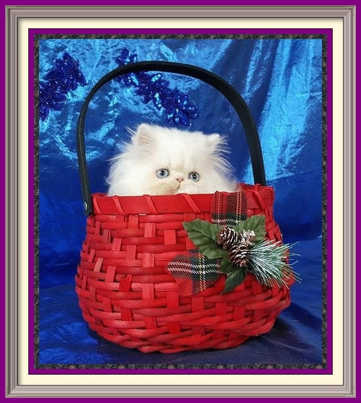 Persian cat breeder in Alabama, Persian cat breeder in AL, Persian cat breeder in Alaska, AK, Persian cat breeder in Arizona, AZ, Persian cat breeder in Arkansas, AR, Persian cat breeder in California, CA, Persian cat breeder in Colorado, CO, Persian cat breeder in Connecticut, CT, Persian cat breeder in District of Columbia, DC, Persian cat breeder in Delaware, DE, Persian cat breeder in Florida, FL, Persian cat breeder in Georgia, GA, Persian cat breeder in Hawaii, HI, Persian cat breeder in Idaho, ID, Persian cat breeder in Illinois, IL, Persian cat breeder in Indiana, IN, Persian cat breeder in Iowa, IA, Persian cat breeder in Kansas, KS, Persian cat breeder in Kentucky, KY, Persian cat breeder in Louisiana, LA, Persian cat breeder in Maine, ME, Persian cat breeder in Maryland, MD, Persian cat breeder in Massachusetts, MA, Persian cat breeder in Michigan, MI, Persian cat breeder in Minnesota, MN, Persian cat breeder in Mississippi, MS, Persian cat breeder in Missouri, MO, Persian cat breeder in Montana, MT, Persian cat breeder in Nebraska, NE, Persian cat breeder in Nevada, NV, Persian cat breeder in New Hampshire, NH, Persian cat breeder in New Jersey, NJ, Persian cat breeder in New Mexico, NM, Persian cat breeder in New York, NY, Persian cat breeder in North Carolina, NC, Persian cat breeder in North Dakota, ND, Persian cat breeder in Ohio, OH, Persian cat breeder in Oklahoma, OK, Persian cat breeder in Oregon, OR, Persian cat breeder in Pennsylvania, PA, Persian cat breeder in Puerto Rico, PR, Persian cat breeder in Rhode Island, RI, Persian cat breeder in South Carolina, SC, Persian cat breeder in South Dakota, SD, Persian cat breeder in Tennessee, TN, Persian cat breeder in Texas, TX, Persian cat breeder in Utah, UT, Persian cat breeder in Vermont, VT, Persian cat breeder in Virginia, VA, Persian cat breeder in Washington, WA, Persian cat breeder in West Virginia, WV, Persian cat breeder in Wisconsin, WI, Persian cat breeder in Wyoming, WY Exotic Shorthair kittens for sale in Alabama, Exotic Shorthair kittens for sale in AL, Exotic Shorthair kittens for sale in Alaska, AK, Exotic Shorthair kittens for sale in Arizona, AZ, Exotic Shorthair kittens for sale in Arkansas, AR, Exotic Shorthair kittens for sale in California, CA, Exotic Shorthair kittens for sale in Colorado, CO, Exotic Shorthair kittens for sale in Connecticut, CT, Exotic Shorthair kittens for sale in District of Columbia, DC, Exotic Shorthair kittens for sale in Delaware, DE, Exotic Shorthair kittens for sale in Florida, FL, Exotic Shorthair kittens for sale in Georgia, GA, Exotic Shorthair kittens for sale in Hawaii, HI, Exotic Shorthair kittens for sale in Idaho, ID, Exotic Shorthair kittens for sale in Illinois, IL, Exotic Shorthair kittens for sale in Indiana, IN, Exotic Shorthair kittens for sale in Iowa, IA, Exotic Shorthair kittens for sale in Kansas, KS, Exotic Shorthair kittens for sale in Kentucky, KY, Exotic Shorthair kittens for sale in Louisiana, LA, Exotic Shorthair kittens for sale in Maine, ME, Exotic Shorthair kittens for sale in Maryland, MD, Exotic Shorthair kittens for sale in Massachusetts, MA, Exotic Shorthair kittens for sale in Michigan, MI, Exotic Shorthair kittens for sale in Minnesota, MN, Exotic Shorthair kittens for sale in Mississippi, MS, Exotic Shorthair kittens for sale in Missouri, MO, Exotic Shorthair kittens for sale in Montana, MT, Exotic Shorthair kittens for sale in Nebraska, NE, Exotic Shorthair kittens for sale in Nevada, NV, Exotic Shorthair kittens for sale in New Hampshire, NH, Exotic Shorthair kittens for sale in New Jersey, NJ, Exotic Shorthair kittens for sale in New Mexico, NM, Exotic Shorthair kittens for sale in New York, NY, Exotic Shorthair kittens for sale in North Carolina, NC, Exotic Shorthair kittens for sale in North Dakota, ND, Exotic Shorthair kittens for sale in Ohio, OH, Exotic Shorthair kittens for sale in Oklahoma, OK, Exotic Shorthair kittens for sale in Oregon, OR, Exotic Shorthair kittens for sale in Pennsylvania, PA, Exotic Shorthair kittens for sale in Puerto Rico, PR, Exotic Shorthair kittens for sale in Rhode Island, RI, Exotic Shorthair kittens for sale in South Carolina, SC, Exotic Shorthair kittens for sale in South Dakota, SD, Exotic Shorthair kittens for sale in Tennessee, TN, Exotic Shorthair kittens for sale in Texas, TX, Exotic Shorthair kittens for sale in Utah, UT, Exotic Shorthair kittens for sale in Vermont, VT, Exotic Shorthair kittens for sale in Virginia, VA, Exotic Shorthair kittens for sale in Washington, WA, Exotic Shorthair kittens for sale in West Virginia, WV, Exotic Shorthair kittens for sale in Wisconsin, WI, Exotic Shorthair kittens for sale in Wyoming, WY