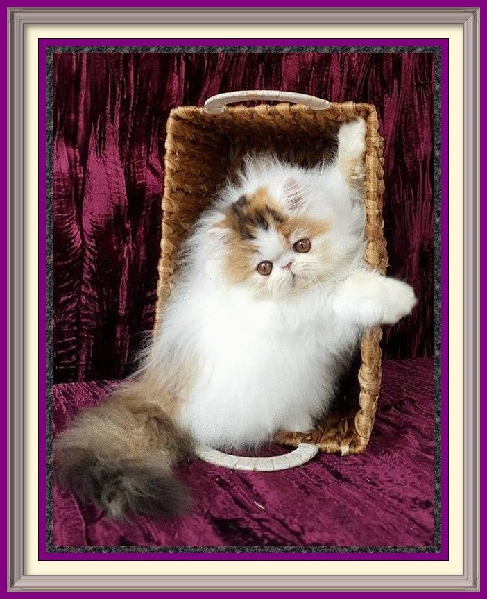 Persian Kittens for Sale, Breeder of healthy Persian kittens, Persian Cats & Kittens for Sale for Sale, Persian kitten breeder, Health Guarantee, kittens with Guarantee. Exotic Shorthair cat breeder in Alabama, Exotic Shorthair cat breeder in AL, Exotic Shorthair cat breeder in Alaska, AK, Exotic Shorthair cat breeder in Arizona, AZ, Exotic Shorthair cat breeder in Arkansas, AR, Exotic Shorthair cat breeder in California, CA, Exotic Shorthair cat breeder in Colorado, CO, Exotic Shorthair cat breeder in Connecticut, CT, Exotic Shorthair cat breeder in District of Columbia, DC, Exotic Shorthair cat breeder in Delaware, DE, Exotic Shorthair cat breeder in Florida, FL, Exotic Shorthair cat breeder in Georgia, GA, Exotic Shorthair cat breeder in Hawaii, HI, Exotic Shorthair cat breeder in Idaho, ID, Exotic Shorthair cat breeder in Illinois, IL, Exotic Shorthair cat breeder in Indiana, IN, Exotic Shorthair cat breeder in Iowa, IA, Exotic Shorthair cat breeder in Kansas, KS, Exotic Shorthair cat breeder in Kentucky, KY, Exotic Shorthair cat breeder in Louisiana, LA, Exotic Shorthair cat breeder in Maine, ME, Exotic Shorthair cat breeder in Maryland, MD, Exotic Shorthair cat breeder in Massachusetts, MA, Exotic Shorthair cat breeder in Michigan, MI, Exotic Shorthair cat breeder in Minnesota, MN, Exotic Shorthair cat breeder in Mississippi, MS, Exotic Shorthair cat breeder in Missouri, MO, Exotic Shorthair cat breeder in Montana, MT, Exotic Shorthair cat breeder in Nebraska, NE, Exotic Shorthair cat breeder in Nevada, NV, Exotic Shorthair cat breeder in New Hampshire, NH, Exotic Shorthair cat breeder in New Jersey, NJ, Exotic Shorthair cat breeder in New Mexico, NM, Exotic Shorthair cat breeder in New York, NY, Exotic Shorthair cat breeder in North Carolina, NC, Exotic Shorthair cat breeder in North Dakota, ND, Exotic Shorthair cat breeder in Ohio, OH, Exotic Shorthair cat breeder in Oklahoma, OK, Exotic Shorthair cat breeder in Oregon, OR, Exotic Shorthair cat breeder in Pennsylvania, PA, Exotic Shorthair cat breeder in Puerto Rico, PR, Exotic Shorthair cat breeder in Rhode Island, RI, Exotic Shorthair cat breeder in South Carolina, SC, Exotic Shorthair cat breeder in South Dakota, SD, Exotic Shorthair cat breeder in Tennessee, TN, Exotic Shorthair cat breeder in Texas, TX, Exotic Shorthair cat breeder in Utah, UT, Exotic Shorthair cat breeder in Vermont, VT, Exotic Shorthair cat breeder in Virginia, VA, Exotic Shorthair cat breeder in Washington, WA, Exotic Shorthair cat breeder in West Virginia, WV, Exotic Shorthair cat breeder in Wisconsin, WI, Exotic Shorthair cat breeder in Wyoming, WY Exotic Longhair cat breeder in Alabama, Exotic Longhair cat breeder in AL, Exotic Longhair cat breeder in Alaska, AK, Exotic Longhair cat breeder in Arizona, AZ, Exotic Longhair cat breeder in Arkansas, AR, Exotic Longhair cat breeder in California, CA, Exotic Longhair cat breeder in Colorado, CO, Exotic Longhair cat breeder in Connecticut, CT, Exotic Longhair cat breeder in District of Columbia, DC, Exotic Longhair cat breeder in Delaware, DE, Exotic Longhair cat breeder in Florida, FL, Exotic Longhair cat breeder in Georgia, GA, Exotic Longhair cat breeder in Hawaii, HI, Exotic Longhair cat breeder in Idaho, ID, Exotic Longhair cat breeder in Illinois, IL, Exotic Longhair cat breeder in Indiana, IN, Exotic Longhair cat breeder in Iowa, IA, Exotic Longhair cat breeder in Kansas, KS, Exotic Longhair cat breeder in Kentucky, KY, Exotic Longhair cat breeder in Louisiana, LA, Exotic Longhair cat breeder in Maine, ME, Exotic Longhair cat breeder in Maryland, MD, Exotic Longhair cat breeder in Massachusetts, MA, Exotic Longhair cat breeder in Michigan, MI, Exotic Longhair cat breeder in Minnesota, MN, Exotic Longhair cat breeder in Mississippi, MS, Exotic Longhair cat breeder in Missouri, MO, Exotic Longhair cat breeder in Montana, MT, Exotic Longhair cat breeder in Nebraska, NE, Exotic Longhair cat breeder in Nevada, NV, Exotic Longhair cat breeder in New Hampshire, NH, Exotic Longhair cat breeder in New Jersey, NJ, Exotic Longhair cat breeder in New Mexico, NM, Exotic Longhair cat breeder in New York, NY, Exotic Longhair cat breeder in North Carolina, NC, Exotic Longhair cat breeder in North Dakota, ND, Exotic Longhair cat breeder in Ohio, OH, Exotic Longhair cat breeder in Oklahoma, OK, Exotic Longhair cat breeder in Oregon, OR, Exotic Longhair cat breeder in Pennsylvania, PA, Exotic Longhair cat breeder in Puerto Rico, PR, Exotic Longhair cat breeder in Rhode Island, RI, Exotic Longhair cat breeder in South Carolina, SC, Exotic Longhair cat breeder in South Dakota, SD, Exotic Longhair cat breeder in Tennessee, TN, Exotic Longhair cat breeder in Texas, TX, Exotic Longhair cat breeder in Utah, UT, Exotic Longhair cat breeder in Vermont, VT, Exotic Longhair cat breeder in Virginia, VA, Exotic Longhair cat breeder in Washington, WA, Exotic Longhair cat breeder in West Virginia, WV, Exotic Longhair cat breeder in Wisconsin, WI, Exotic Longhair cat breeder in Wyoming, WY Persian cat breeder in Alabama, Persian cat breeder in AL, Persian cat breeder in Alaska, AK, Persian cat breeder in Arizona, AZ, Persian cat breeder in Arkansas, AR, Persian cat breeder in California, CA, Persian cat breeder in Colorado, CO, Persian cat breeder in Connecticut, CT, Persian cat breeder in District of Columbia, DC, Persian cat breeder in Delaware, DE, Persian cat breeder in Florida, FL, Persian cat breeder in Georgia, GA, Persian cat breeder in Hawaii, HI, Persian cat breeder in Idaho, ID, Persian cat breeder in Illinois, IL, Persian cat breeder in Indiana, IN, Persian cat breeder in Iowa, IA, Persian cat breeder in Kansas, KS, Persian cat breeder in Kentucky, KY, Persian cat breeder in Louisiana, LA, Persian cat breeder in Maine, ME, Persian cat breeder in Maryland, MD, Persian cat breeder in Massachusetts, MA, Persian cat breeder in Michigan, MI, Persian cat breeder in Minnesota, MN, Persian cat breeder in Mississippi, MS, Persian cat breeder in Missouri, MO, Persian cat breeder in Montana, MT, Persian cat breeder in Nebraska, NE, Persian cat breeder in Nevada, NV, Persian cat breeder in New Hampshire, NH, Persian cat breeder in New Jersey, NJ, Persian cat breeder in New Mexico, NM, Persian cat breeder in New York, NY, Persian cat breeder in North Carolina, NC, Persian cat breeder in North Dakota, ND, Persian cat breeder in Ohio, OH, Persian cat breeder in Oklahoma, OK, Persian cat breeder in Oregon, OR, Persian cat breeder in Pennsylvania, PA, Persian cat breeder in Puerto Rico, PR, Persian cat breeder in Rhode Island, RI, Persian cat breeder in South Carolina, SC, Persian cat breeder in South Dakota, SD, Persian cat breeder in Tennessee, TN, Persian cat breeder in Texas, TX, Persian cat breeder in Utah, UT, Persian cat breeder in Vermont, VT, Persian cat breeder in Virginia, VA, Persian cat breeder in Washington, WA, Persian cat breeder in West Virginia, WV, Persian cat breeder in Wisconsin, WI, Persian cat breeder in Wyoming, WY Exotic Shorthair kittens for sale in Alabama, Exotic Shorthair kittens for sale in AL, Exotic Shorthair kittens for sale in Alaska, AK, Exotic Shorthair kittens for sale in Arizona, AZ, Exotic Shorthair kittens for sale in Arkansas, AR, Exotic Shorthair kittens for sale in California, CA, Exotic Shorthair kittens for sale in Colorado, CO, Exotic Shorthair kittens for sale in Connecticut, CT, Exotic Shorthair kittens for sale in District of Columbia, DC, Exotic Shorthair kittens for sale in Delaware, DE, Exotic Shorthair kittens for sale in Florida, FL, Exotic Shorthair kittens for sale in Georgia, GA, Exotic Shorthair kittens for sale in Hawaii, HI, Exotic Shorthair kittens for sale in Idaho, ID, Exotic Shorthair kittens for sale in Illinois, IL, Exotic Shorthair kittens for sale in Indiana, IN, Exotic Shorthair kittens for sale in Iowa, IA, Exotic Shorthair kittens for sale in Kansas, KS, Exotic Shorthair kittens for sale in Kentucky, KY, Exotic Shorthair kittens for sale in Louisiana, LA, Exotic Shorthair kittens for sale in Maine, ME, Exotic Shorthair kittens for sale in Maryland, MD, Exotic Shorthair kittens for sale in Massachusetts, MA, Exotic Shorthair kittens for sale in Michigan, MI, Exotic Shorthair kittens for sale in Minnesota, MN, Exotic Shorthair kittens for sale in Mississippi, MS, Exotic Shorthair kittens for sale in Missouri, MO, Exotic Shorthair kittens for sale in Montana, MT, Exotic Shorthair kittens for sale in Nebraska, NE, Exotic Shorthair kittens for sale in Nevada, NV, Exotic Shorthair kittens for sale in New Hampshire, NH, Exotic Shorthair kittens for sale in New Jersey, NJ, Exotic Shorthair kittens for sale in New Mexico, NM, Exotic Shorthair kittens for sale in New York, NY, Exotic Shorthair kittens for sale in North Carolina, NC, Exotic Shorthair kittens for sale in North Dakota, ND, Exotic Shorthair kittens for sale in Ohio, OH, Exotic Shorthair kittens for sale in Oklahoma, OK, Exotic Shorthair kittens for sale in Oregon, OR, Exotic Shorthair kittens for sale in Pennsylvania, PA, Exotic Shorthair kittens for sale in Puerto Rico, PR, Exotic Shorthair kittens for sale in Rhode Island, RI, Exotic Shorthair kittens for sale in South Carolina, SC, Exotic Shorthair kittens for sale in South Dakota, SD, Exotic Shorthair kittens for sale in Tennessee, TN, Exotic Shorthair kittens for sale in Texas, TX, Exotic Shorthair kittens for sale in Utah, UT, Exotic Shorthair kittens for sale in Vermont, VT, Exotic Shorthair kittens for sale in Virginia, VA, Exotic Shorthair kittens for sale in Washington, WA, Exotic Shorthair kittens for sale in West Virginia, WV, Exotic Shorthair kittens for sale in Wisconsin, WI, Exotic Shorthair kittens for sale in Wyoming, WY