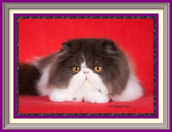 Exotic Shorthair kittens for sale in Alabama, Exotic Shorthair kittens for sale in AL, Exotic Shorthair kittens for sale in Alaska, AK, Exotic Shorthair kittens for sale in Arizona, AZ, Exotic Shorthair kittens for sale in Arkansas, AR, Exotic Shorthair kittens for sale in California, CA, Exotic Shorthair kittens for sale in Colorado, CO, Exotic Shorthair kittens for sale in Connecticut, CT, Exotic Shorthair kittens for sale in District of Columbia, DC, Exotic Shorthair kittens for sale in Delaware, DE, Exotic Shorthair kittens for sale in Florida, FL, Exotic Shorthair kittens for sale in Georgia, GA, Exotic Shorthair kittens for sale in Hawaii, HI, Exotic Shorthair kittens for sale in Idaho, ID, Exotic Shorthair kittens for sale in Illinois, IL, Exotic Shorthair kittens for sale in Indiana, IN, Exotic Shorthair kittens for sale in Iowa, IA, Exotic Shorthair kittens for sale in Kansas, KS, Exotic Shorthair kittens for sale in Kentucky, KY, Exotic Shorthair kittens for sale in Louisiana, LA, Exotic Shorthair kittens for sale in Maine, ME, Exotic Shorthair kittens for sale in Maryland, MD, Exotic Shorthair kittens for sale in Massachusetts, MA, Exotic Shorthair kittens for sale in Michigan, MI, Exotic Shorthair kittens for sale in Minnesota, MN, Exotic Shorthair kittens for sale in Mississippi, MS, Exotic Shorthair kittens for sale in Missouri, MO, Exotic Shorthair kittens for sale in Montana, MT, Exotic Shorthair kittens for sale in Nebraska, NE, Exotic Shorthair kittens for sale in Nevada, NV, Exotic Shorthair kittens for sale in New Hampshire, NH, Exotic Shorthair kittens for sale in New Jersey, NJ, Exotic Shorthair kittens for sale in New Mexico, NM, Exotic Shorthair kittens for sale in New York, NY, Exotic Shorthair kittens for sale in North Carolina, NC, Exotic Shorthair kittens for sale in North Dakota, ND, Exotic Shorthair kittens for sale in Ohio, OH, Exotic Shorthair kittens for sale in Oklahoma, OK, Exotic Shorthair kittens for sale in Oregon, OR, Exotic Shorthair kittens for sale in Pennsylvania, PA, Exotic Shorthair kittens for sale in Puerto Rico, PR, Exotic Shorthair kittens for sale in Rhode Island, RI, Exotic Shorthair kittens for sale in South Carolina, SC, Exotic Shorthair kittens for sale in South Dakota, SD, Exotic Shorthair kittens for sale in Tennessee, TN, Exotic Shorthair kittens for sale in Texas, TX, Exotic Shorthair kittens for sale in Utah, UT, Exotic Shorthair kittens for sale in Vermont, VT, Exotic Shorthair kittens for sale in Virginia, VA, Exotic Shorthair kittens for sale in Washington, WA, Exotic Shorthair kittens for sale in West Virginia, WV, Exotic Shorthair kittens for sale in Wisconsin, WI, Exotic Shorthair kittens for sale in Wyoming, WY Exotic Longhair kittens for sale in Alabama, Exotic Longhair kittens for sale in AL, Exotic Longhair kittens for sale in Alaska, AK, Exotic Longhair kittens for sale in Arizona, AZ, Exotic Longhair kittens for sale in Arkansas, AR, Exotic Longhair kittens for sale in California, CA, Exotic Longhair kittens for sale in Colorado, CO, Exotic Longhair kittens for sale in Connecticut, CT, Exotic Longhair kittens for sale in District of Columbia, DC, Exotic Longhair kittens for sale in Delaware, DE, Exotic Longhair kittens for sale in Florida, FL, Exotic Longhair kittens for sale in Georgia, GA, Exotic Longhair kittens for sale in Hawaii, HI, Exotic Longhair kittens for sale in Idaho, ID, Exotic Longhair kittens for sale in Illinois, IL, Exotic Longhair kittens for sale in Indiana, IN, Exotic Longhair kittens for sale in Iowa, IA, Exotic Longhair kittens for sale in Kansas, KS, Exotic Longhair kittens for sale in Kentucky, KY, Exotic Longhair kittens for sale in Louisiana, LA, Exotic Longhair kittens for sale in Maine, ME, Exotic Longhair kittens for sale in Maryland, MD, Exotic Longhair kittens for sale in Massachusetts, MA, Exotic Longhair kittens for sale in Michigan, MI, Exotic Longhair kittens for sale in Minnesota, MN, Exotic Longhair kittens for sale in Mississippi, MS, Exotic Longhair kittens for sale in Missouri, MO, Exotic Longhair kittens for sale in Montana, MT, Exotic Longhair kittens for sale in Nebraska, NE, Exotic Longhair kittens for sale in Nevada, NV, Exotic Longhair kittens for sale in New Hampshire, NH, Exotic Longhair kittens for sale in New Jersey, NJ, Exotic Longhair kittens for sale in New Mexico, NM, Exotic Longhair kittens for sale in New York, NY, Exotic Longhair kittens for sale in North Carolina, NC, Exotic Longhair kittens for sale in North Dakota, ND, Exotic Longhair kittens for sale in Ohio, OH, Exotic Longhair kittens for sale in Oklahoma, OK, Exotic Longhair kittens for sale in Oregon, OR, Exotic Longhair kittens for sale in Pennsylvania, PA, Exotic Longhair kittens for sale in Puerto Rico, PR, Exotic Longhair kittens for sale in Rhode Island, RI, Exotic Longhair kittens for sale in South Carolina, SC, Exotic Longhair kittens for sale in South Dakota, SD, Exotic Longhair kittens for sale in Tennessee, TN, Exotic Longhair kittens for sale in Texas, TX, Exotic Longhair kittens for sale in Utah, UT, Exotic Longhair kittens for sale in Vermont, VT, Exotic Longhair kittens for sale in Virginia, VA, Exotic Longhair kittens for sale in Washington, WA, Exotic Longhair kittens for sale in West Virginia, WV, Exotic Longhair kittens for sale in Wisconsin, WI, Exotic Longhair kittens for sale in Wyoming, WY