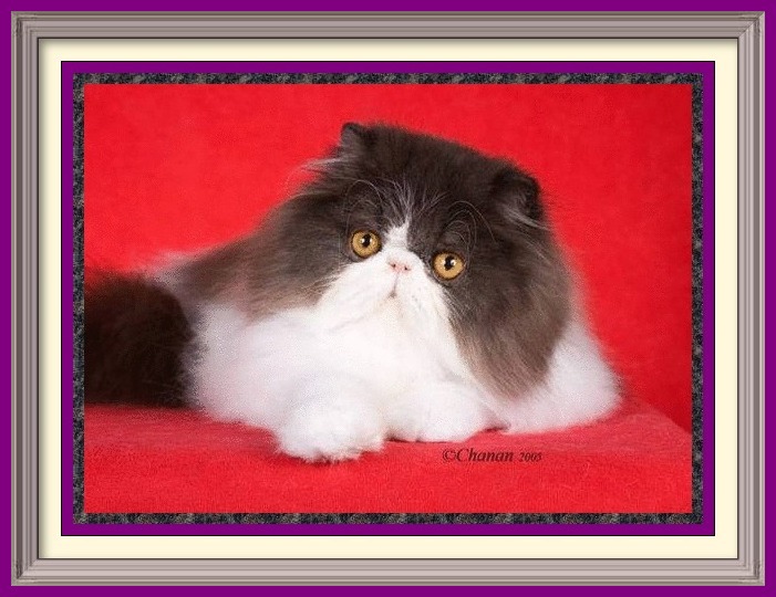 Persian Kittens for Sale, Breeder of healthy Persian kittens, Persian Cats & Kittens for Sale for Sale, Persian kitten breeder, Health Guarantee, kittens with Guarantee. Exotic Shorthair cat breeder in Alabama, Exotic Shorthair cat breeder in AL, Exotic Shorthair cat breeder in Alaska, AK, Exotic Shorthair cat breeder in Arizona, AZ, Exotic Shorthair cat breeder in Arkansas, AR, Exotic Shorthair cat breeder in California, CA, Exotic Shorthair cat breeder in Colorado, CO, Exotic Shorthair cat breeder in Connecticut, CT, Exotic Shorthair cat breeder in District of Columbia, DC, Exotic Shorthair cat breeder in Delaware, DE, Exotic Shorthair cat breeder in Florida, FL, Exotic Shorthair cat breeder in Georgia, GA, Exotic Shorthair cat breeder in Hawaii, HI, Exotic Shorthair cat breeder in Idaho, ID, Exotic Shorthair cat breeder in Illinois, IL, Exotic Shorthair cat breeder in Indiana, IN, Exotic Shorthair cat breeder in Iowa, IA, Exotic Shorthair cat breeder in Kansas, KS, Exotic Shorthair cat breeder in Kentucky, KY, Exotic Shorthair cat breeder in Louisiana, LA, Exotic Shorthair cat breeder in Maine, ME, Exotic Shorthair cat breeder in Maryland, MD, Exotic Shorthair cat breeder in Massachusetts, MA, Exotic Shorthair cat breeder in Michigan, MI, Exotic Shorthair cat breeder in Minnesota, MN, Exotic Shorthair cat breeder in Mississippi, MS, Exotic Shorthair cat breeder in Missouri, MO, Exotic Shorthair cat breeder in Montana, MT, Exotic Shorthair cat breeder in Nebraska, NE, Exotic Shorthair cat breeder in Nevada, NV, Exotic Shorthair cat breeder in New Hampshire, NH, Exotic Shorthair cat breeder in New Jersey, NJ, Exotic Shorthair cat breeder in New Mexico, NM, Exotic Shorthair cat breeder in New York, NY, Exotic Shorthair cat breeder in North Carolina, NC, Exotic Shorthair cat breeder in North Dakota, ND, Exotic Shorthair cat breeder in Ohio, OH, Exotic Shorthair cat breeder in Oklahoma, OK, Exotic Shorthair cat breeder in Oregon, OR, Exotic Shorthair cat breeder in Pennsylvania, PA, Exotic Shorthair cat breeder in Puerto Rico, PR, Exotic Shorthair cat breeder in Rhode Island, RI, Exotic Shorthair cat breeder in South Carolina, SC, Exotic Shorthair cat breeder in South Dakota, SD, Exotic Shorthair cat breeder in Tennessee, TN, Exotic Shorthair cat breeder in Texas, TX, Exotic Shorthair cat breeder in Utah, UT, Exotic Shorthair cat breeder in Vermont, VT, Exotic Shorthair cat breeder in Virginia, VA, Exotic Shorthair cat breeder in Washington, WA, Exotic Shorthair cat breeder in West Virginia, WV, Exotic Shorthair cat breeder in Wisconsin, WI, Exotic Shorthair cat breeder in Wyoming, WY Exotic Longhair cat breeder in Alabama, Exotic Longhair cat breeder in AL, Exotic Longhair cat breeder in Alaska, AK, Exotic Longhair cat breeder in Arizona, AZ, Exotic Longhair cat breeder in Arkansas, AR, Exotic Longhair cat breeder in California, CA, Exotic Longhair cat breeder in Colorado, CO, Exotic Longhair cat breeder in Connecticut, CT, Exotic Longhair cat breeder in District of Columbia, DC, Exotic Longhair cat breeder in Delaware, DE, Exotic Longhair cat breeder in Florida, FL, Exotic Longhair cat breeder in Georgia, GA, Exotic Longhair cat breeder in Hawaii, HI, Exotic Longhair cat breeder in Idaho, ID, Exotic Longhair cat breeder in Illinois, IL, Exotic Longhair cat breeder in Indiana, IN, Exotic Longhair cat breeder in Iowa, IA, Exotic Longhair cat breeder in Kansas, KS, Exotic Longhair cat breeder in Kentucky, KY, Exotic Longhair cat breeder in Louisiana, LA, Exotic Longhair cat breeder in Maine, ME, Exotic Longhair cat breeder in Maryland, MD, Exotic Longhair cat breeder in Massachusetts, MA, Exotic Longhair cat breeder in Michigan, MI, Exotic Longhair cat breeder in Minnesota, MN, Exotic Longhair cat breeder in Mississippi, MS, Exotic Longhair cat breeder in Missouri, MO, Exotic Longhair cat breeder in Montana, MT, Exotic Longhair cat breeder in Nebraska, NE, Exotic Longhair cat breeder in Nevada, NV, Exotic Longhair cat breeder in New Hampshire, NH, Exotic Longhair cat breeder in New Jersey, NJ, Exotic Longhair cat breeder in New Mexico, NM, Exotic Longhair cat breeder in New York, NY, Exotic Longhair cat breeder in North Carolina, NC, Exotic Longhair cat breeder in North Dakota, ND, Exotic Longhair cat breeder in Ohio, OH, Exotic Longhair cat breeder in Oklahoma, OK, Exotic Longhair cat breeder in Oregon, OR, Exotic Longhair cat breeder in Pennsylvania, PA, Exotic Longhair cat breeder in Puerto Rico, PR, Exotic Longhair cat breeder in Rhode Island, RI, Exotic Longhair cat breeder in South Carolina, SC, Exotic Longhair cat breeder in South Dakota, SD, Exotic Longhair cat breeder in Tennessee, TN, Exotic Longhair cat breeder in Texas, TX, Exotic Longhair cat breeder in Utah, UT, Exotic Longhair cat breeder in Vermont, VT, Exotic Longhair cat breeder in Virginia, VA, Exotic Longhair cat breeder in Washington, WA, Exotic Longhair cat breeder in West Virginia, WV, Exotic Longhair cat breeder in Wisconsin, WI, Exotic Longhair cat breeder in Wyoming, WY Persian cat breeder in Alabama, Persian cat breeder in AL, Persian cat breeder in Alaska, AK, Persian cat breeder in Arizona, AZ, Persian cat breeder in Arkansas, AR, Persian cat breeder in California, CA, Persian cat breeder in Colorado, CO, Persian cat breeder in Connecticut, CT, Persian cat breeder in District of Columbia, DC, Persian cat breeder in Delaware, DE, Persian cat breeder in Florida, FL, Persian cat breeder in Georgia, GA, Persian cat breeder in Hawaii, HI, Persian cat breeder in Idaho, ID, Persian cat breeder in Illinois, IL, Persian cat breeder in Indiana, IN, Persian cat breeder in Iowa, IA, Persian cat breeder in Kansas, KS, Persian cat breeder in Kentucky, KY, Persian cat breeder in Louisiana, LA, Persian cat breeder in Maine, ME, Persian cat breeder in Maryland, MD, Persian cat breeder in Massachusetts, MA, Persian cat breeder in Michigan, MI, Persian cat breeder in Minnesota, MN, Persian cat breeder in Mississippi, MS, Persian cat breeder in Missouri, MO, Persian cat breeder in Montana, MT, Persian cat breeder in Nebraska, NE, Persian cat breeder in Nevada, NV, Persian cat breeder in New Hampshire, NH, Persian cat breeder in New Jersey, NJ, Persian cat breeder in New Mexico, NM, Persian cat breeder in New York, NY, Persian cat breeder in North Carolina, NC, Persian cat breeder in North Dakota, ND, Persian cat breeder in Ohio, OH, Persian cat breeder in Oklahoma, OK, Persian cat breeder in Oregon, OR, Persian cat breeder in Pennsylvania, PA, Persian cat breeder in Puerto Rico, PR, Persian cat breeder in Rhode Island, RI, Persian cat breeder in South Carolina, SC, Persian cat breeder in South Dakota, SD, Persian cat breeder in Tennessee, TN, Persian cat breeder in Texas, TX, Persian cat breeder in Utah, UT, Persian cat breeder in Vermont, VT, Persian cat breeder in Virginia, VA, Persian cat breeder in Washington, WA, Persian cat breeder in West Virginia, WV, Persian cat breeder in Wisconsin, WI, Persian cat breeder in Wyoming, WY