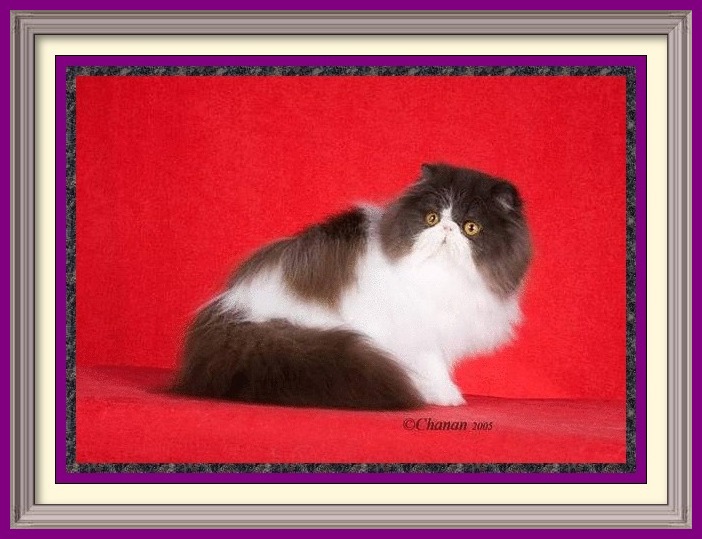 Persian Kittens for sale near me, Persian Cattery, Persian, Persians, Persian Cats, Persian Cat, Persian kittens, Persian kitten, Persian Cat Breeder, Persian Cat Breeders, Cat Breeder, Cat Breeders, cattery, cat, cats, kitten, kittens, Breeder, Breeders, feline, pet, Rocky Mountains, companion, breeder, breeders, Longhairs, Longhair Cats, longhair cats, Cat Fanciers Association, Persian show kitten, Persian show cat, Persian show cat for sale near me Exotic Shorthair Kittens for sale near me, Exotic Shorthair Cattery, Exotic Shorthair, Exotic Shorthair, Exotic Shorthair, Exotic Shorthair Cat, Exotic Shorthair kittens, Exotic Shorthair kitten, Exotic Shorthair Cat Breeder, Exotic Shorthair Cat Breeders, Cat Breeder, Cat Breeders, cattery, cat, cats, kitten, kittens, Breeder, Breeders, feline, pet, Minneapolis, Minnesota, Saint Paul, Twin Cities, companion, breeder, breeders, Exotic Shorthair and Longhairs, Exotic Shorthair Cats, longhair cats, Cat Fanciers Association, Exotic Shorthair show kitten, Exotic Shorthair show cat, Exotic Shorthair show cat for sale near me Exotic Longhair Kittens for sale near me, Exotic Longhair Cattery, Exotic Longhair, Exotic Shorthair Cat, Exotic Longhair kittens, Exotic Longhair kitten, Exotic Longhair Cat Breeder, Exotic Longhair Cat Breeders, Cat Breeder, Cat Breeders, cattery, cat, cats, kitten, kittens, Breeder, Breeders, feline, pet, Minneapolis, Minnesota, Saint Paul, Twin Cities, companion, breeder, breeders, Exotic Shorthair and Longhairs, Exotic Longhair Cats, longhair cats, Cat Fanciers Association, Exotic Longhair show kitten, Exotic Longhair show cat, Exotic Longhair show cat for sale near me CFA Registered Persian cats and Persian kittens for sale. Get more information on Persian cats, Persian kittens, and cat shows. Persian Cattery, Persian, Persians, Persian Cats, Persian Kitten In Colorado, Persian Breeder In Colorado, Persian Cats for Sale, Persian Cat, Persian Kittens, Persian Kitten, Persian Cat Breeder, Persian Cat Breeders, Persian Cat Breeder In Colorado, Persian Kitten Breeder In Colorado, Cat Breeder, Cat Breeders, Cattery, Cat, Cats, Kitten, Kittens, Breeder, Breeders, Feline, Pet, Rocky Mountains, Companion, Longhairs, Longhair Cats, Cat Fanciers Association, Grooming And Bathing Persians, Health Guarantee, Bathing, Bath, Persian, Bath, Mats, Comb, Persians, Purebred, Purebreds, Persian, Shows, Himalayan Cats, Longhair Kittens, Sweet Face, Cat Health, Cat Links, Sire, Dam, Pedigree Cats, Kitten Sales, Home Raised, Cattery, Cat Care, Cat Referral, Pet Cat, Feline, Sire, Dam, Tabbys, Tabbies, Pointed, Health, Temperament, Disposition, Purr, Personality, Pets, Feline, Cat Links, Raised, Cats Raised Underfoot, Pedigree, Kittens Available, Cat Care, Bi-Color, Bicolor, Solid, Smoke, Flat Face, Calico, Champion, Grand Champion, Tortoiseshell, Tortiseshell, Blue-Cream, Blue Cream, Bi-Color Van, Bicolor Van, Groomer's Goop, Goop to wash cats, degrease with Goop, Feline behavior modification with Feliway.