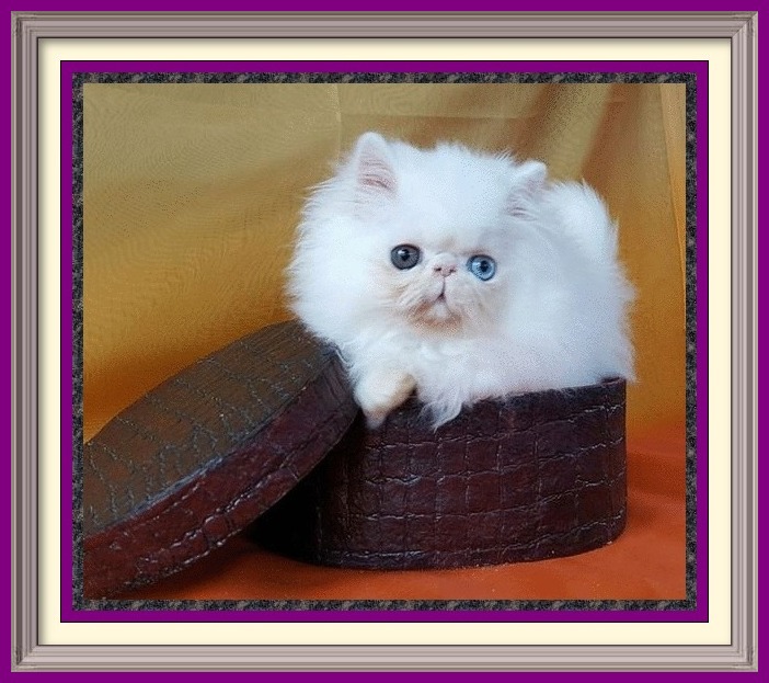 Persian kittens for sale in Alabama, Persian kittens for sale in AL, Persian kittens for sale in Alaska, AK, Persian kittens for sale in Arizona, AZ, Persian kittens for sale in Arkansas, AR, Persian kittens for sale in California, CA, Persian kittens for sale in Colorado, CO, Persian kittens for sale in Connecticut, CT, Persian kittens for sale in District of Columbia, DC, Persian kittens for sale in Delaware, DE, Persian kittens for sale in Florida, FL, Persian kittens for sale in Georgia, GA, Persian kittens for sale in Hawaii, HI, Persian kittens for sale in Idaho, ID, Persian kittens for sale in Illinois, IL, Persian kittens for sale in Indiana, IN, Persian kittens for sale in Iowa, IA, Persian kittens for sale in Kansas, KS, Persian kittens for sale in Kentucky, KY, Persian kittens for sale in Louisiana, LA, Persian kittens for sale in Maine, ME, Persian kittens for sale in Maryland, MD, Persian kittens for sale in Massachusetts, MA, Persian kittens for sale in Michigan, MI, Persian kittens for sale in Minnesota, MN, Persian kittens for sale in Mississippi, MS, Persian kittens for sale in Missouri, MO, Persian kittens for sale in Montana, MT, Persian kittens for sale in Nebraska, NE, Persian kittens for sale in Nevada, NV, Persian kittens for sale in New Hampshire, NH, Persian kittens for sale in New Jersey, NJ, Persian kittens for sale in New Mexico, NM, Persian kittens for sale in New York, NY, Persian kittens for sale in North Carolina, NC, Persian kittens for sale in North Dakota, ND, Persian kittens for sale in Ohio, OH, Persian kittens for sale in Oklahoma, OK, Persian kittens for sale in Oregon, OR, Persian kittens for sale in Pennsylvania, PA, Persian kittens for sale in Puerto Rico, PR, Persian kittens for sale in Rhode Island, RI, Persian kittens for sale in South Carolina, SC, Persian kittens for sale in South Dakota, SD, Persian kittens for sale in Tennessee, TN, Persian kittens for sale in Texas, TX, Persian kittens for sale in Utah, UT, Persian kittens for sale in Vermont, VT, Persian kittens for sale in Virginia, VA, Persian kittens for sale in Washington, WA, Persian kittens for sale in West Virginia, WV, Persian kittens for sale in Wisconsin, WI, Persian kittens for sale in Wyoming, WY Age to spay and neuter kittens, what to know before getting a kitten, buying a registered Persian, buying a registered Exotic Shorthair, Buying a registered Exotic Longhair, CFA Persian breed standard, Exotic Shorthair breed standard, Exotic Longhair breed standard, find a Persian cat breeder, find an Exotic Shorthair cat breeder, find an Exotic Longhair cat breeder, finding a good cat breeder, finding a reputable cat breeder, new cat introduction, new kitten introduction, new Persian cat or kitten, new Exotic Shorthair cat, new Exotic shorthair kitten, new Exotic Longhair kitten, Persian cat breeders, Exotic Shorthair cat breeder, Exotic longhair cat breeder, Persian cat information, Exotic Shorthair cat information, Exotic Longhair cat information, Persian eye tearing, spay and neuter, microchip cat, new Persian cat, Persian cat bath and grooming, grooming a Persian cat, household toxins, cat nutrition, books on Persians, cat shows in my area, pet insurance, information to care for cats, caring for your kitty, caring for your cat, caring for your kitten,