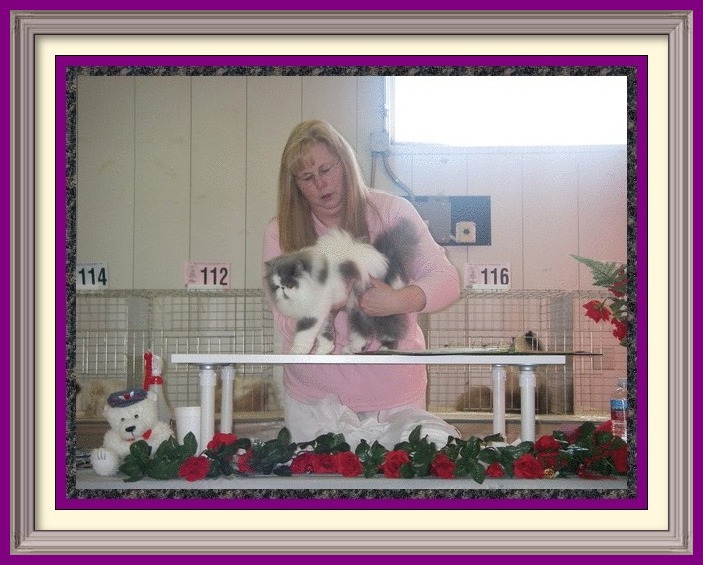 Persian Kittens for Sale, Breeder of healthy Persian kittens, Persian Cats & Kittens for Sale for Sale, Persian kitten breeder, Health Guarantee, kittens with Guarantee. Exotic Shorthair cat breeder in Alabama, Exotic Shorthair cat breeder in AL, Exotic Shorthair cat breeder in Alaska, AK, Exotic Shorthair cat breeder in Arizona, AZ, Exotic Shorthair cat breeder in Arkansas, AR, Exotic Shorthair cat breeder in California, CA, Exotic Shorthair cat breeder in Colorado, CO, Exotic Shorthair cat breeder in Connecticut, CT, Exotic Shorthair cat breeder in District of Columbia, DC, Exotic Shorthair cat breeder in Delaware, DE, Exotic Shorthair cat breeder in Florida, FL, Exotic Shorthair cat breeder in Georgia, GA, Exotic Shorthair cat breeder in Hawaii, HI, Exotic Shorthair cat breeder in Idaho, ID, Exotic Shorthair cat breeder in Illinois, IL, Exotic Shorthair cat breeder in Indiana, IN, Exotic Shorthair cat breeder in Iowa, IA, Exotic Shorthair cat breeder in Kansas, KS, Exotic Shorthair cat breeder in Kentucky, KY, Exotic Shorthair cat breeder in Louisiana, LA, Exotic Shorthair cat breeder in Maine, ME, Exotic Shorthair cat breeder in Maryland, MD, Exotic Shorthair cat breeder in Massachusetts, MA, Exotic Shorthair cat breeder in Michigan, MI, Exotic Shorthair cat breeder in Minnesota, MN, Exotic Shorthair cat breeder in Mississippi, MS, Exotic Shorthair cat breeder in Missouri, MO, Exotic Shorthair cat breeder in Montana, MT, Exotic Shorthair cat breeder in Nebraska, NE, Exotic Shorthair cat breeder in Nevada, NV, Exotic Shorthair cat breeder in New Hampshire, NH, Exotic Shorthair cat breeder in New Jersey, NJ, Exotic Shorthair cat breeder in New Mexico, NM, Exotic Shorthair cat breeder in New York, NY, Exotic Shorthair cat breeder in North Carolina, NC, Exotic Shorthair cat breeder in North Dakota, ND, Exotic Shorthair cat breeder in Ohio, OH, Exotic Shorthair cat breeder in Oklahoma, OK, Exotic Shorthair cat breeder in Oregon, OR, Exotic Shorthair cat breeder in Pennsylvania, PA, Exotic Shorthair cat breeder in Puerto Rico, PR, Exotic Shorthair cat breeder in Rhode Island, RI, Exotic Shorthair cat breeder in South Carolina, SC, Exotic Shorthair cat breeder in South Dakota, SD, Exotic Shorthair cat breeder in Tennessee, TN, Exotic Shorthair cat breeder in Texas, TX, Exotic Shorthair cat breeder in Utah, UT, Exotic Shorthair cat breeder in Vermont, VT, Exotic Shorthair cat breeder in Virginia, VA, Exotic Shorthair cat breeder in Washington, WA, Exotic Shorthair cat breeder in West Virginia, WV, Exotic Shorthair cat breeder in Wisconsin, WI, Exotic Shorthair cat breeder in Wyoming, WY Exotic Longhair cat breeder in Alabama, Exotic Longhair cat breeder in AL, Exotic Longhair cat breeder in Alaska, AK, Exotic Longhair cat breeder in Arizona, AZ, Exotic Longhair cat breeder in Arkansas, AR, Exotic Longhair cat breeder in California, CA, Exotic Longhair cat breeder in Colorado, CO, Exotic Longhair cat breeder in Connecticut, CT, Exotic Longhair cat breeder in District of Columbia, DC, Exotic Longhair cat breeder in Delaware, DE, Exotic Longhair cat breeder in Florida, FL, Exotic Longhair cat breeder in Georgia, GA, Exotic Longhair cat breeder in Hawaii, HI, Exotic Longhair cat breeder in Idaho, ID, Exotic Longhair cat breeder in Illinois, IL, Exotic Longhair cat breeder in Indiana, IN, Exotic Longhair cat breeder in Iowa, IA, Exotic Longhair cat breeder in Kansas, KS, Exotic Longhair cat breeder in Kentucky, KY, Exotic Longhair cat breeder in Louisiana, LA, Exotic Longhair cat breeder in Maine, ME, Exotic Longhair cat breeder in Maryland, MD, Exotic Longhair cat breeder in Massachusetts, MA, Exotic Longhair cat breeder in Michigan, MI, Exotic Longhair cat breeder in Minnesota, MN, Exotic Longhair cat breeder in Mississippi, MS, Exotic Longhair cat breeder in Missouri, MO, Exotic Longhair cat breeder in Montana, MT, Exotic Longhair cat breeder in Nebraska, NE, Exotic Longhair cat breeder in Nevada, NV, Exotic Longhair cat breeder in New Hampshire, NH, Exotic Longhair cat breeder in New Jersey, NJ, Exotic Longhair cat breeder in New Mexico, NM, Exotic Longhair cat breeder in New York, NY, Exotic Longhair cat breeder in North Carolina, NC, Exotic Longhair cat breeder in North Dakota, ND, Exotic Longhair cat breeder in Ohio, OH, Exotic Longhair cat breeder in Oklahoma, OK, Exotic Longhair cat breeder in Oregon, OR, Exotic Longhair cat breeder in Pennsylvania, PA, Exotic Longhair cat breeder in Puerto Rico, PR, Exotic Longhair cat breeder in Rhode Island, RI, Exotic Longhair cat breeder in South Carolina, SC, Exotic Longhair cat breeder in South Dakota, SD, Exotic Longhair cat breeder in Tennessee, TN, Exotic Longhair cat breeder in Texas, TX, Exotic Longhair cat breeder in Utah, UT, Exotic Longhair cat breeder in Vermont, VT, Exotic Longhair cat breeder in Virginia, VA, Exotic Longhair cat breeder in Washington, WA, Exotic Longhair cat breeder in West Virginia, WV, Exotic Longhair cat breeder in Wisconsin, WI, Exotic Longhair cat breeder in Wyoming, WY Persian cat breeder in Alabama, Persian cat breeder in AL, Persian cat breeder in Alaska, AK, Persian cat breeder in Arizona, AZ, Persian cat breeder in Arkansas, AR, Persian cat breeder in California, CA, Persian cat breeder in Colorado, CO, Persian cat breeder in Connecticut, CT, Persian cat breeder in District of Columbia, DC, Persian cat breeder in Delaware, DE, Persian cat breeder in Florida, FL, Persian cat breeder in Georgia, GA, Persian cat breeder in Hawaii, HI, Persian cat breeder in Idaho, ID, Persian cat breeder in Illinois, IL, Persian cat breeder in Indiana, IN, Persian cat breeder in Iowa, IA, Persian cat breeder in Kansas, KS, Persian cat breeder in Kentucky, KY, Persian cat breeder in Louisiana, LA, Persian cat breeder in Maine, ME, Persian cat breeder in Maryland, MD, Persian cat breeder in Massachusetts, MA, Persian cat breeder in Michigan, MI, Persian cat breeder in Minnesota, MN, Persian cat breeder in Mississippi, MS, Persian cat breeder in Missouri, MO, Persian cat breeder in Montana, MT, Persian cat breeder in Nebraska, NE, Persian cat breeder in Nevada, NV, Persian cat breeder in New Hampshire, NH, Persian cat breeder in New Jersey, NJ, Persian cat breeder in New Mexico, NM, Persian cat breeder in New York, NY, Persian cat breeder in North Carolina, NC, Persian cat breeder in North Dakota, ND, Persian cat breeder in Ohio, OH, Persian cat breeder in Oklahoma, OK, Persian cat breeder in Oregon, OR, Persian cat breeder in Pennsylvania, PA, Persian cat breeder in Puerto Rico, PR, Persian cat breeder in Rhode Island, RI, Persian cat breeder in South Carolina, SC, Persian cat breeder in South Dakota, SD, Persian cat breeder in Tennessee, TN, Persian cat breeder in Texas, TX, Persian cat breeder in Utah, UT, Persian cat breeder in Vermont, VT, Persian cat breeder in Virginia, VA, Persian cat breeder in Washington, WA, Persian cat breeder in West Virginia, WV, Persian cat breeder in Wisconsin, WI, Persian cat breeder in Wyoming, WY