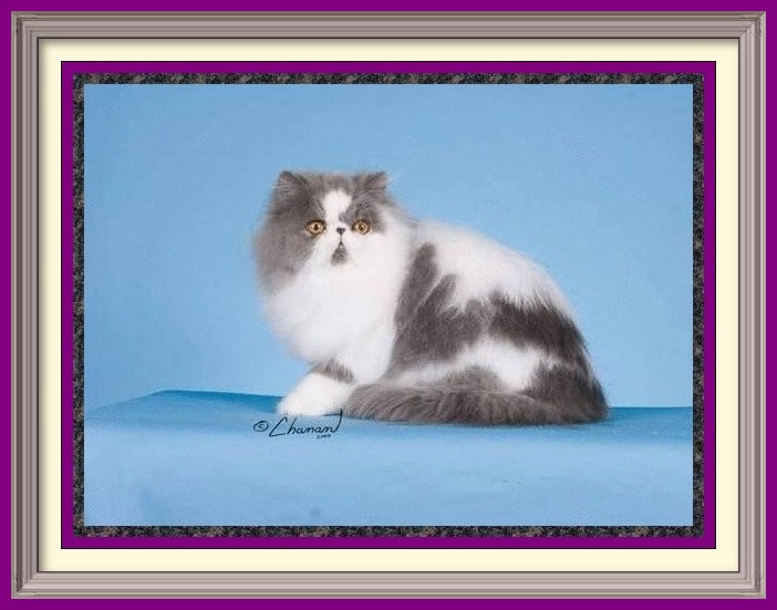 Persian Kittens for Sale, Breeder of healthy Persian kittens, Persian Cats & Kittens for Sale for Sale, Persian kitten breeder, Health Guarantee, kittens with Guarantee. Exotic Shorthair cat breeder in Alabama, Exotic Shorthair cat breeder in AL, Exotic Shorthair cat breeder in Alaska, AK, Exotic Shorthair cat breeder in Arizona, AZ, Exotic Shorthair cat breeder in Arkansas, AR, Exotic Shorthair cat breeder in California, CA, Exotic Shorthair cat breeder in Colorado, CO, Exotic Shorthair cat breeder in Connecticut, CT, Exotic Shorthair cat breeder in District of Columbia, DC, Exotic Shorthair cat breeder in Delaware, DE, Exotic Shorthair cat breeder in Florida, FL, Exotic Shorthair cat breeder in Georgia, GA, Exotic Shorthair cat breeder in Hawaii, HI, Exotic Shorthair cat breeder in Idaho, ID, Exotic Shorthair cat breeder in Illinois, IL, Exotic Shorthair cat breeder in Indiana, IN, Exotic Shorthair cat breeder in Iowa, IA, Exotic Shorthair cat breeder in Kansas, KS, Exotic Shorthair cat breeder in Kentucky, KY, Exotic Shorthair cat breeder in Louisiana, LA, Exotic Shorthair cat breeder in Maine, ME, Exotic Shorthair cat breeder in Maryland, MD, Exotic Shorthair cat breeder in Massachusetts, MA, Exotic Shorthair cat breeder in Michigan, MI, Exotic Shorthair cat breeder in Minnesota, MN, Exotic Shorthair cat breeder in Mississippi, MS, Exotic Shorthair cat breeder in Missouri, MO, Exotic Shorthair cat breeder in Montana, MT, Exotic Shorthair cat breeder in Nebraska, NE, Exotic Shorthair cat breeder in Nevada, NV, Exotic Shorthair cat breeder in New Hampshire, NH, Exotic Shorthair cat breeder in New Jersey, NJ, Exotic Shorthair cat breeder in New Mexico, NM, Exotic Shorthair cat breeder in New York, NY, Exotic Shorthair cat breeder in North Carolina, NC, Exotic Shorthair cat breeder in North Dakota, ND, Exotic Shorthair cat breeder in Ohio, OH, Exotic Shorthair cat breeder in Oklahoma, OK, Exotic Shorthair cat breeder in Oregon, OR, Exotic Shorthair cat breeder in Pennsylvania, PA, Exotic Shorthair cat breeder in Puerto Rico, PR, Exotic Shorthair cat breeder in Rhode Island, RI, Exotic Shorthair cat breeder in South Carolina, SC, Exotic Shorthair cat breeder in South Dakota, SD, Exotic Shorthair cat breeder in Tennessee, TN, Exotic Shorthair cat breeder in Texas, TX, Exotic Shorthair cat breeder in Utah, UT, Exotic Shorthair cat breeder in Vermont, VT, Exotic Shorthair cat breeder in Virginia, VA, Exotic Shorthair cat breeder in Washington, WA, Exotic Shorthair cat breeder in West Virginia, WV, Exotic Shorthair cat breeder in Wisconsin, WI, Exotic Shorthair cat breeder in Wyoming, WY Exotic Longhair cat breeder in Alabama, Exotic Longhair cat breeder in AL, Exotic Longhair cat breeder in Alaska, AK, Exotic Longhair cat breeder in Arizona, AZ, Exotic Longhair cat breeder in Arkansas, AR, Exotic Longhair cat breeder in California, CA, Exotic Longhair cat breeder in Colorado, CO, Exotic Longhair cat breeder in Connecticut, CT, Exotic Longhair cat breeder in District of Columbia, DC, Exotic Longhair cat breeder in Delaware, DE, Exotic Longhair cat breeder in Florida, FL, Exotic Longhair cat breeder in Georgia, GA, Exotic Longhair cat breeder in Hawaii, HI, Exotic Longhair cat breeder in Idaho, ID, Exotic Longhair cat breeder in Illinois, IL, Exotic Longhair cat breeder in Indiana, IN, Exotic Longhair cat breeder in Iowa, IA, Exotic Longhair cat breeder in Kansas, KS, Exotic Longhair cat breeder in Kentucky, KY, Exotic Longhair cat breeder in Louisiana, LA, Exotic Longhair cat breeder in Maine, ME, Exotic Longhair cat breeder in Maryland, MD, Exotic Longhair cat breeder in Massachusetts, MA, Exotic Longhair cat breeder in Michigan, MI, Exotic Longhair cat breeder in Minnesota, MN, Exotic Longhair cat breeder in Mississippi, MS, Exotic Longhair cat breeder in Missouri, MO, Exotic Longhair cat breeder in Montana, MT, Exotic Longhair cat breeder in Nebraska, NE, Exotic Longhair cat breeder in Nevada, NV, Exotic Longhair cat breeder in New Hampshire, NH, Exotic Longhair cat breeder in New Jersey, NJ, Exotic Longhair cat breeder in New Mexico, NM, Exotic Longhair cat breeder in New York, NY, Exotic Longhair cat breeder in North Carolina, NC, Exotic Longhair cat breeder in North Dakota, ND, Exotic Longhair cat breeder in Ohio, OH, Exotic Longhair cat breeder in Oklahoma, OK, Exotic Longhair cat breeder in Oregon, OR, Exotic Longhair cat breeder in Pennsylvania, PA, Exotic Longhair cat breeder in Puerto Rico, PR, Exotic Longhair cat breeder in Rhode Island, RI, Exotic Longhair cat breeder in South Carolina, SC, Exotic Longhair cat breeder in South Dakota, SD, Exotic Longhair cat breeder in Tennessee, TN, Exotic Longhair cat breeder in Texas, TX, Exotic Longhair cat breeder in Utah, UT, Exotic Longhair cat breeder in Vermont, VT, Exotic Longhair cat breeder in Virginia, VA, Exotic Longhair cat breeder in Washington, WA, Exotic Longhair cat breeder in West Virginia, WV, Exotic Longhair cat breeder in Wisconsin, WI, Exotic Longhair cat breeder in Wyoming, WY Persian cat breeder in Alabama, Persian cat breeder in AL, Persian cat breeder in Alaska, AK, Persian cat breeder in Arizona, AZ, Persian cat breeder in Arkansas, AR, Persian cat breeder in California, CA, Persian cat breeder in Colorado, CO, Persian cat breeder in Connecticut, CT, Persian cat breeder in District of Columbia, DC, Persian cat breeder in Delaware, DE, Persian cat breeder in Florida, FL, Persian cat breeder in Georgia, GA, Persian cat breeder in Hawaii, HI, Persian cat breeder in Idaho, ID, Persian cat breeder in Illinois, IL, Persian cat breeder in Indiana, IN, Persian cat breeder in Iowa, IA, Persian cat breeder in Kansas, KS, Persian cat breeder in Kentucky, KY, Persian cat breeder in Louisiana, LA, Persian cat breeder in Maine, ME, Persian cat breeder in Maryland, MD, Persian cat breeder in Massachusetts, MA, Persian cat breeder in Michigan, MI, Persian cat breeder in Minnesota, MN, Persian cat breeder in Mississippi, MS, Persian cat breeder in Missouri, MO, Persian cat breeder in Montana, MT, Persian cat breeder in Nebraska, NE, Persian cat breeder in Nevada, NV, Persian cat breeder in New Hampshire, NH, Persian cat breeder in New Jersey, NJ, Persian cat breeder in New Mexico, NM, Persian cat breeder in New York, NY, Persian cat breeder in North Carolina, NC, Persian cat breeder in North Dakota, ND, Persian cat breeder in Ohio, OH, Persian cat breeder in Oklahoma, OK, Persian cat breeder in Oregon, OR, Persian cat breeder in Pennsylvania, PA, Persian cat breeder in Puerto Rico, PR, Persian cat breeder in Rhode Island, RI, Persian cat breeder in South Carolina, SC, Persian cat breeder in South Dakota, SD, Persian cat breeder in Tennessee, TN, Persian cat breeder in Texas, TX, Persian cat breeder in Utah, UT, Persian cat breeder in Vermont, VT, Persian cat breeder in Virginia, VA, Persian cat breeder in Washington, WA, Persian cat breeder in West Virginia, WV, Persian cat breeder in Wisconsin, WI, Persian cat breeder in Wyoming, WY Exotic Shorthair kittens for sale in Alabama, Exotic Shorthair kittens for sale in AL, Exotic Shorthair kittens for sale in Alaska, AK, Exotic Shorthair kittens for sale in Arizona, AZ, Exotic Shorthair kittens for sale in Arkansas, AR, Exotic Shorthair kittens for sale in California, CA, Exotic Shorthair kittens for sale in Colorado, CO, Exotic Shorthair kittens for sale in Connecticut, CT, Exotic Shorthair kittens for sale in District of Columbia, DC, Exotic Shorthair kittens for sale in Delaware, DE, Exotic Shorthair kittens for sale in Florida, FL, Exotic Shorthair kittens for sale in Georgia, GA, Exotic Shorthair kittens for sale in Hawaii, HI, Exotic Shorthair kittens for sale in Idaho, ID, Exotic Shorthair kittens for sale in Illinois, IL, Exotic Shorthair kittens for sale in Indiana, IN, Exotic Shorthair kittens for sale in Iowa, IA, Exotic Shorthair kittens for sale in Kansas, KS, Exotic Shorthair kittens for sale in Kentucky, KY, Exotic Shorthair kittens for sale in Louisiana, LA, Exotic Shorthair kittens for sale in Maine, ME, Exotic Shorthair kittens for sale in Maryland, MD, Exotic Shorthair kittens for sale in Massachusetts, MA, Exotic Shorthair kittens for sale in Michigan, MI, Exotic Shorthair kittens for sale in Minnesota, MN, Exotic Shorthair kittens for sale in Mississippi, MS, Exotic Shorthair kittens for sale in Missouri, MO, Exotic Shorthair kittens for sale in Montana, MT, Exotic Shorthair kittens for sale in Nebraska, NE, Exotic Shorthair kittens for sale in Nevada, NV, Exotic Shorthair kittens for sale in New Hampshire, NH, Exotic Shorthair kittens for sale in New Jersey, NJ, Exotic Shorthair kittens for sale in New Mexico, NM, Exotic Shorthair kittens for sale in New York, NY, Exotic Shorthair kittens for sale in North Carolina, NC, Exotic Shorthair kittens for sale in North Dakota, ND, Exotic Shorthair kittens for sale in Ohio, OH, Exotic Shorthair kittens for sale in Oklahoma, OK, Exotic Shorthair kittens for sale in Oregon, OR, Exotic Shorthair kittens for sale in Pennsylvania, PA, Exotic Shorthair kittens for sale in Puerto Rico, PR, Exotic Shorthair kittens for sale in Rhode Island, RI, Exotic Shorthair kittens for sale in South Carolina, SC, Exotic Shorthair kittens for sale in South Dakota, SD, Exotic Shorthair kittens for sale in Tennessee, TN, Exotic Shorthair kittens for sale in Texas, TX, Exotic Shorthair kittens for sale in Utah, UT, Exotic Shorthair kittens for sale in Vermont, VT, Exotic Shorthair kittens for sale in Virginia, VA, Exotic Shorthair kittens for sale in Washington, WA, Exotic Shorthair kittens for sale in West Virginia, WV, Exotic Shorthair kittens for sale in Wisconsin, WI, Exotic Shorthair kittens for sale in Wyoming, WY Exotic Longhair kittens for sale in Alabama, Exotic Longhair kittens for sale in AL, Exotic Longhair kittens for sale in Alaska, AK, Exotic Longhair kittens for sale in Arizona, AZ, Exotic Longhair kittens for sale in Arkansas, AR, Exotic Longhair kittens for sale in California, CA, Exotic Longhair kittens for sale in Colorado, CO, Exotic Longhair kittens for sale in Connecticut, CT, Exotic Longhair kittens for sale in District of Columbia, DC, Exotic Longhair kittens for sale in Delaware, DE, Exotic Longhair kittens for sale in Florida, FL, Exotic Longhair kittens for sale in Georgia, GA, Exotic Longhair kittens for sale in Hawaii, HI, Exotic Longhair kittens for sale in Idaho, ID, Exotic Longhair kittens for sale in Illinois, IL, Exotic Longhair kittens for sale in Indiana, IN, Exotic Longhair kittens for sale in Iowa, IA, Exotic Longhair kittens for sale in Kansas, KS, Exotic Longhair kittens for sale in Kentucky, KY, Exotic Longhair kittens for sale in Louisiana, LA, Exotic Longhair kittens for sale in Maine, ME, Exotic Longhair kittens for sale in Maryland, MD, Exotic Longhair kittens for sale in Massachusetts, MA, Exotic Longhair kittens for sale in Michigan, MI, Exotic Longhair kittens for sale in Minnesota, MN, Exotic Longhair kittens for sale in Mississippi, MS, Exotic Longhair kittens for sale in Missouri, MO, Exotic Longhair kittens for sale in Montana, MT, Exotic Longhair kittens for sale in Nebraska, NE, Exotic Longhair kittens for sale in Nevada, NV, Exotic Longhair kittens for sale in New Hampshire, NH, Exotic Longhair kittens for sale in New Jersey, NJ, Exotic Longhair kittens for sale in New Mexico, NM, Exotic Longhair kittens for sale in New York, NY, Exotic Longhair kittens for sale in North Carolina, NC, Exotic Longhair kittens for sale in North Dakota, ND, Exotic Longhair kittens for sale in Ohio, OH, Exotic Longhair kittens for sale in Oklahoma, OK, Exotic Longhair kittens for sale in Oregon, OR, Exotic Longhair kittens for sale in Pennsylvania, PA, Exotic Longhair kittens for sale in Puerto Rico, PR, Exotic Longhair kittens for sale in Rhode Island, RI, Exotic Longhair kittens for sale in South Carolina, SC, Exotic Longhair kittens for sale in South Dakota, SD, Exotic Longhair kittens for sale in Tennessee, TN, Exotic Longhair kittens for sale in Texas, TX, Exotic Longhair kittens for sale in Utah, UT, Exotic Longhair kittens for sale in Vermont, VT, Exotic Longhair kittens for sale in Virginia, VA, Exotic Longhair kittens for sale in Washington, WA, Exotic Longhair kittens for sale in West Virginia, WV, Exotic Longhair kittens for sale in Wisconsin, WI, Exotic Longhair kittens for sale in Wyoming, WY