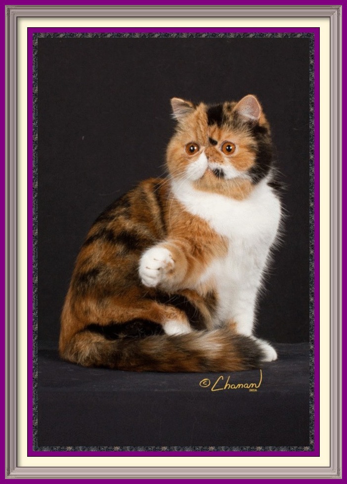Persian Kittens for Sale, Breeder of healthy Persian kittens, Persian Cats & Kittens for Sale for Sale, Persian kitten breeder, Health Guarantee, kittens with Guarantee. Exotic Shorthair cat breeder in Alabama, Exotic Shorthair cat breeder in AL, Exotic Shorthair cat breeder in Alaska, AK, Exotic Shorthair cat breeder in Arizona, AZ, Exotic Shorthair cat breeder in Arkansas, AR, Exotic Shorthair cat breeder in California, CA, Exotic Shorthair cat breeder in Colorado, CO, Exotic Shorthair cat breeder in Connecticut, CT, Exotic Shorthair cat breeder in District of Columbia, DC, Exotic Shorthair cat breeder in Delaware, DE, Exotic Shorthair cat breeder in Florida, FL, Exotic Shorthair cat breeder in Georgia, GA, Exotic Shorthair cat breeder in Hawaii, HI, Exotic Shorthair cat breeder in Idaho, ID, Exotic Shorthair cat breeder in Illinois, IL, Exotic Shorthair cat breeder in Indiana, IN, Exotic Shorthair cat breeder in Iowa, IA, Exotic Shorthair cat breeder in Kansas, KS, Exotic Shorthair cat breeder in Kentucky, KY, Exotic Shorthair cat breeder in Louisiana, LA, Exotic Shorthair cat breeder in Maine, ME, Exotic Shorthair cat breeder in Maryland, MD, Exotic Shorthair cat breeder in Massachusetts, MA, Exotic Shorthair cat breeder in Michigan, MI, Exotic Shorthair cat breeder in Minnesota, MN, Exotic Shorthair cat breeder in Mississippi, MS, Exotic Shorthair cat breeder in Missouri, MO, Exotic Shorthair cat breeder in Montana, MT, Exotic Shorthair cat breeder in Nebraska, NE, Exotic Shorthair cat breeder in Nevada, NV, Exotic Shorthair cat breeder in New Hampshire, NH, Exotic Shorthair cat breeder in New Jersey, NJ, Exotic Shorthair cat breeder in New Mexico, NM, Exotic Shorthair cat breeder in New York, NY, Exotic Shorthair cat breeder in North Carolina, NC, Exotic Shorthair cat breeder in North Dakota, ND, Exotic Shorthair cat breeder in Ohio, OH, Exotic Shorthair cat breeder in Oklahoma, OK, Exotic Shorthair cat breeder in Oregon, OR, Exotic Shorthair cat breeder in Pennsylvania, PA, Exotic Shorthair cat breeder in Puerto Rico, PR, Exotic Shorthair cat breeder in Rhode Island, RI, Exotic Shorthair cat breeder in South Carolina, SC, Exotic Shorthair cat breeder in South Dakota, SD, Exotic Shorthair cat breeder in Tennessee, TN, Exotic Shorthair cat breeder in Texas, TX, Exotic Shorthair cat breeder in Utah, UT, Exotic Shorthair cat breeder in Vermont, VT, Exotic Shorthair cat breeder in Virginia, VA, Exotic Shorthair cat breeder in Washington, WA, Exotic Shorthair cat breeder in West Virginia, WV, Exotic Shorthair cat breeder in Wisconsin, WI, Exotic Shorthair cat breeder in Wyoming, WY Exotic Longhair cat breeder in Alabama, Exotic Longhair cat breeder in AL, Exotic Longhair cat breeder in Alaska, AK, Exotic Longhair cat breeder in Arizona, AZ, Exotic Longhair cat breeder in Arkansas, AR, Exotic Longhair cat breeder in California, CA, Exotic Longhair cat breeder in Colorado, CO, Exotic Longhair cat breeder in Connecticut, CT, Exotic Longhair cat breeder in District of Columbia, DC, Exotic Longhair cat breeder in Delaware, DE, Exotic Longhair cat breeder in Florida, FL, Exotic Longhair cat breeder in Georgia, GA, Exotic Longhair cat breeder in Hawaii, HI, Exotic Longhair cat breeder in Idaho, ID, Exotic Longhair cat breeder in Illinois, IL, Exotic Longhair cat breeder in Indiana, IN, Exotic Longhair cat breeder in Iowa, IA, Exotic Longhair cat breeder in Kansas, KS, Exotic Longhair cat breeder in Kentucky, KY, Exotic Longhair cat breeder in Louisiana, LA, Exotic Longhair cat breeder in Maine, ME, Exotic Longhair cat breeder in Maryland, MD, Exotic Longhair cat breeder in Massachusetts, MA, Exotic Longhair cat breeder in Michigan, MI, Exotic Longhair cat breeder in Minnesota, MN, Exotic Longhair cat breeder in Mississippi, MS, Exotic Longhair cat breeder in Missouri, MO, Exotic Longhair cat breeder in Montana, MT, Exotic Longhair cat breeder in Nebraska, NE, Exotic Longhair cat breeder in Nevada, NV, Exotic Longhair cat breeder in New Hampshire, NH, Exotic Longhair cat breeder in New Jersey, NJ, Exotic Longhair cat breeder in New Mexico, NM, Exotic Longhair cat breeder in New York, NY, Exotic Longhair cat breeder in North Carolina, NC, Exotic Longhair cat breeder in North Dakota, ND, Exotic Longhair cat breeder in Ohio, OH, Exotic Longhair cat breeder in Oklahoma, OK, Exotic Longhair cat breeder in Oregon, OR, Exotic Longhair cat breeder in Pennsylvania, PA, Exotic Longhair cat breeder in Puerto Rico, PR, Exotic Longhair cat breeder in Rhode Island, RI, Exotic Longhair cat breeder in South Carolina, SC, Exotic Longhair cat breeder in South Dakota, SD, Exotic Longhair cat breeder in Tennessee, TN, Exotic Longhair cat breeder in Texas, TX, Exotic Longhair cat breeder in Utah, UT, Exotic Longhair cat breeder in Vermont, VT, Exotic Longhair cat breeder in Virginia, VA, Exotic Longhair cat breeder in Washington, WA, Exotic Longhair cat breeder in West Virginia, WV, Exotic Longhair cat breeder in Wisconsin, WI, Exotic Longhair cat breeder in Wyoming, WY