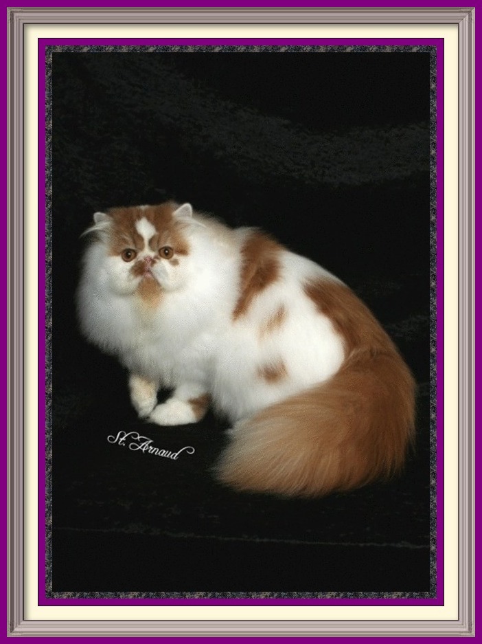 CHOCOLATE PERSIANS, TORTOISESHELL, PERSIANS, LILAC CREAM PERSIANS, CHOCOLATE PERSIAN KITTENS, LILAC PERSIAN KITTENS, CAT BREEDERS, CAT BREEDER, CAT, CATS, KITTEN, KITTENS, KITTENS FOR SALE, KITTEN FOR SALE, KITTEN SALE, SALE FOR KITTENS, BREEDERS, PEDIGREED CATS, SHOW CATS, PUREBRED CATS, PUREBREED, PUREBRED, CFA, CFA CATS, CFA REGISTERED CATS, CFA PERSIAN, PEDIGRED CATS, PEDIGREED KITTENS, PEDIGREED KITTIES, COLORPOINT SHORTHAIRS, EXOTIC SHORTHAIRS, EXOTIC SH, LONGHAIRS, PERSIANS, cat breeders services, cat breeders directory, cat breeders list, breedlist, breed list, cats, kittens, kitties, doll face, dollface, breeders list, cattery list, catteries list, world catteries. cattery directory, breedlist, list, cat breed list, cat list, cattery listings, add your cattery, add cattery, cat pictures, cat photos, kitten pictures, kitten picture, cats, cat blue-eyed white, copper eyed white, odd eyed white, blue eyed whites, copper eyed white, white Persian, blue Persians, chocolate Persians, blue cream Persians, himalayans, dna, pkd negative, cinnamon, kittens for sale, sale of kittens, cattery, Exotic Shorthair cattery, Longhair cattery, Persian cattery, cat breeders cats breeders cats for sale kittens for sale kittens cats breeders exotic shorthair kittens, exotic shorthair cat breeders, shorthair cat breeders, persian kittens, persian cat breeders, cat breeders, cat breeder, cat breeders directory, catteries, catteries, cattery directory, cats, cat photos, persian, persians, blue-eyed white, copper eyed white, odd eyed white, blue eyed whites, copper eyed white, white persian, blue persians, chocolate perisans, blue cream persians, blue point kittens for sale, sale of kittens