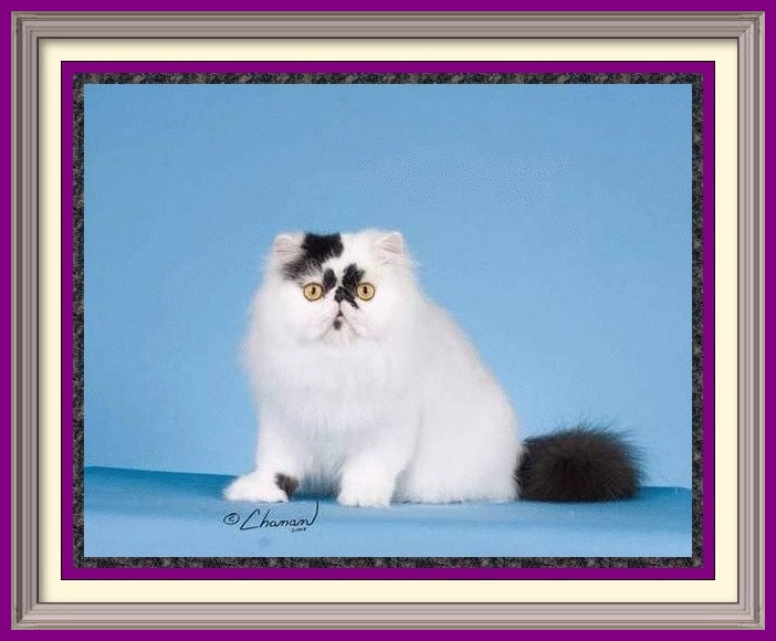 Exotic Shorthair kittens for sale in Alabama, Exotic Shorthair kittens for sale in AL, Exotic Shorthair kittens for sale in Alaska, AK, Exotic Shorthair kittens for sale in Arizona, AZ, Exotic Shorthair kittens for sale in Arkansas, AR, Exotic Shorthair kittens for sale in California, CA, Exotic Shorthair kittens for sale in Colorado, CO, Exotic Shorthair kittens for sale in Connecticut, CT, Exotic Shorthair kittens for sale in District of Columbia, DC, Exotic Shorthair kittens for sale in Delaware, DE, Exotic Shorthair kittens for sale in Florida, FL, Exotic Shorthair kittens for sale in Georgia, GA, Exotic Shorthair kittens for sale in Hawaii, HI, Exotic Shorthair kittens for sale in Idaho, ID, Exotic Shorthair kittens for sale in Illinois, IL, Exotic Shorthair kittens for sale in Indiana, IN, Exotic Shorthair kittens for sale in Iowa, IA, Exotic Shorthair kittens for sale in Kansas, KS, Exotic Shorthair kittens for sale in Kentucky, KY, Exotic Shorthair kittens for sale in Louisiana, LA, Exotic Shorthair kittens for sale in Maine, ME, Exotic Shorthair kittens for sale in Maryland, MD, Exotic Shorthair kittens for sale in Massachusetts, MA, Exotic Shorthair kittens for sale in Michigan, MI, Exotic Shorthair kittens for sale in Minnesota, MN, Exotic Shorthair kittens for sale in Mississippi, MS, Exotic Shorthair kittens for sale in Missouri, MO, Exotic Shorthair kittens for sale in Montana, MT, Exotic Shorthair kittens for sale in Nebraska, NE, Exotic Shorthair kittens for sale in Nevada, NV, Exotic Shorthair kittens for sale in New Hampshire, NH, Exotic Shorthair kittens for sale in New Jersey, NJ, Exotic Shorthair kittens for sale in New Mexico, NM, Exotic Shorthair kittens for sale in New York, NY, Exotic Shorthair kittens for sale in North Carolina, NC, Exotic Shorthair kittens for sale in North Dakota, ND, Exotic Shorthair kittens for sale in Ohio, OH, Exotic Shorthair kittens for sale in Oklahoma, OK, Exotic Shorthair kittens for sale in Oregon, OR, Exotic Shorthair kittens for sale in Pennsylvania, PA, Exotic Shorthair kittens for sale in Puerto Rico, PR, Exotic Shorthair kittens for sale in Rhode Island, RI, Exotic Shorthair kittens for sale in South Carolina, SC, Exotic Shorthair kittens for sale in South Dakota, SD, Exotic Shorthair kittens for sale in Tennessee, TN, Exotic Shorthair kittens for sale in Texas, TX, Exotic Shorthair kittens for sale in Utah, UT, Exotic Shorthair kittens for sale in Vermont, VT, Exotic Shorthair kittens for sale in Virginia, VA, Exotic Shorthair kittens for sale in Washington, WA, Exotic Shorthair kittens for sale in West Virginia, WV, Exotic Shorthair kittens for sale in Wisconsin, WI, Exotic Shorthair kittens for sale in Wyoming, WY Exotic Longhair kittens for sale in Alabama, Exotic Longhair kittens for sale in AL, Exotic Longhair kittens for sale in Alaska, AK, Exotic Longhair kittens for sale in Arizona, AZ, Exotic Longhair kittens for sale in Arkansas, AR, Exotic Longhair kittens for sale in California, CA, Exotic Longhair kittens for sale in Colorado, CO, Exotic Longhair kittens for sale in Connecticut, CT, Exotic Longhair kittens for sale in District of Columbia, DC, Exotic Longhair kittens for sale in Delaware, DE, Exotic Longhair kittens for sale in Florida, FL, Exotic Longhair kittens for sale in Georgia, GA, Exotic Longhair kittens for sale in Hawaii, HI, Exotic Longhair kittens for sale in Idaho, ID, Exotic Longhair kittens for sale in Illinois, IL, Exotic Longhair kittens for sale in Indiana, IN, Exotic Longhair kittens for sale in Iowa, IA, Exotic Longhair kittens for sale in Kansas, KS, Exotic Longhair kittens for sale in Kentucky, KY, Exotic Longhair kittens for sale in Louisiana, LA, Exotic Longhair kittens for sale in Maine, ME, Exotic Longhair kittens for sale in Maryland, MD, Exotic Longhair kittens for sale in Massachusetts, MA, Exotic Longhair kittens for sale in Michigan, MI, Exotic Longhair kittens for sale in Minnesota, MN, Exotic Longhair kittens for sale in Mississippi, MS, Exotic Longhair kittens for sale in Missouri, MO, Exotic Longhair kittens for sale in Montana, MT, Exotic Longhair kittens for sale in Nebraska, NE, Exotic Longhair kittens for sale in Nevada, NV, Exotic Longhair kittens for sale in New Hampshire, NH, Exotic Longhair kittens for sale in New Jersey, NJ, Exotic Longhair kittens for sale in New Mexico, NM, Exotic Longhair kittens for sale in New York, NY, Exotic Longhair kittens for sale in North Carolina, NC, Exotic Longhair kittens for sale in North Dakota, ND, Exotic Longhair kittens for sale in Ohio, OH, Exotic Longhair kittens for sale in Oklahoma, OK, Exotic Longhair kittens for sale in Oregon, OR, Exotic Longhair kittens for sale in Pennsylvania, PA, Exotic Longhair kittens for sale in Puerto Rico, PR, Exotic Longhair kittens for sale in Rhode Island, RI, Exotic Longhair kittens for sale in South Carolina, SC, Exotic Longhair kittens for sale in South Dakota, SD, Exotic Longhair kittens for sale in Tennessee, TN, Exotic Longhair kittens for sale in Texas, TX, Exotic Longhair kittens for sale in Utah, UT, Exotic Longhair kittens for sale in Vermont, VT, Exotic Longhair kittens for sale in Virginia, VA, Exotic Longhair kittens for sale in Washington, WA, Exotic Longhair kittens for sale in West Virginia, WV, Exotic Longhair kittens for sale in Wisconsin, WI, Exotic Longhair kittens for sale in Wyoming, WY Persian kittens for sale in Alabama, Persian kittens for sale in AL, Persian kittens for sale in Alaska, AK, Persian kittens for sale in Arizona, AZ, Persian kittens for sale in Arkansas, AR, Persian kittens for sale in California, CA, Persian kittens for sale in Colorado, CO, Persian kittens for sale in Connecticut, CT, Persian kittens for sale in District of Columbia, DC, Persian kittens for sale in Delaware, DE, Persian kittens for sale in Florida, FL, Persian kittens for sale in Georgia, GA, Persian kittens for sale in Hawaii, HI, Persian kittens for sale in Idaho, ID, Persian kittens for sale in Illinois, IL, Persian kittens for sale in Indiana, IN, Persian kittens for sale in Iowa, IA, Persian kittens for sale in Kansas, KS, Persian kittens for sale in Kentucky, KY, Persian kittens for sale in Louisiana, LA, Persian kittens for sale in Maine, ME, Persian kittens for sale in Maryland, MD, Persian kittens for sale in Massachusetts, MA, Persian kittens for sale in Michigan, MI, Persian kittens for sale in Minnesota, MN, Persian kittens for sale in Mississippi, MS, Persian kittens for sale in Missouri, MO, Persian kittens for sale in Montana, MT, Persian kittens for sale in Nebraska, NE, Persian kittens for sale in Nevada, NV, Persian kittens for sale in New Hampshire, NH, Persian kittens for sale in New Jersey, NJ, Persian kittens for sale in New Mexico, NM, Persian kittens for sale in New York, NY, Persian kittens for sale in North Carolina, NC, Persian kittens for sale in North Dakota, ND, Persian kittens for sale in Ohio, OH, Persian kittens for sale in Oklahoma, OK, Persian kittens for sale in Oregon, OR, Persian kittens for sale in Pennsylvania, PA, Persian kittens for sale in Puerto Rico, PR, Persian kittens for sale in Rhode Island, RI, Persian kittens for sale in South Carolina, SC, Persian kittens for sale in South Dakota, SD, Persian kittens for sale in Tennessee, TN, Persian kittens for sale in Texas, TX, Persian kittens for sale in Utah, UT, Persian kittens for sale in Vermont, VT, Persian kittens for sale in Virginia, VA, Persian kittens for sale in Washington, WA, Persian kittens for sale in West Virginia, WV, Persian kittens for sale in Wisconsin, WI, Persian kittens for sale in Wyoming, WY