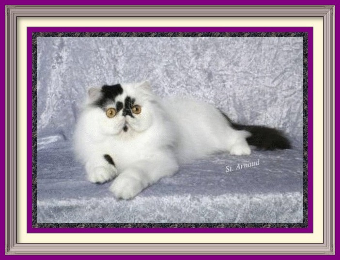 Age to spay and neuter kittens, what to know before getting a kitten, buying a registered Persian, buying a registered Exotic Shorthair, Buying a registered Exotic Longhair, CFA Persian breed standard, Exotic Shorthair breed standard, Exotic Longhair breed standard, find a Persian cat breeder, find an Exotic Shorthair cat breeder, find an Exotic Longhair cat breeder, finding a good cat breeder, finding a reputable cat breeder, new cat introduction, new kitten introduction, new Persian cat or kitten, new Exotic Shorthair cat, new Exotic shorthair kitten, new Exotic Longhair kitten, Persian cat breeders, Exotic Shorthair cat breeder, Exotic longhair cat breeder, Persian cat information, Exotic Shorthair cat information, Exotic Longhair cat information, Persian eye tearing, spay and neuter, microchip cat, new Persian cat, Persian cat bath and grooming, grooming a Persian cat, household toxins, cat nutrition, books on Persians, cat shows in my area, pet insurance, information to care for cats, caring for your kitty, caring for your cat, caring for your kitten,