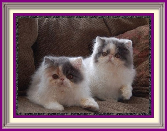 Exotic Shorthair kittens for sale in Alabama, Exotic Shorthair kittens for sale in AL, Exotic Shorthair kittens for sale in Alaska, AK, Exotic Shorthair kittens for sale in Arizona, AZ, Exotic Shorthair kittens for sale in Arkansas, AR, Exotic Shorthair kittens for sale in California, CA, Exotic Shorthair kittens for sale in Colorado, CO, Exotic Shorthair kittens for sale in Connecticut, CT, Exotic Shorthair kittens for sale in District of Columbia, DC, Exotic Shorthair kittens for sale in Delaware, DE, Exotic Shorthair kittens for sale in Florida, FL, Exotic Shorthair kittens for sale in Georgia, GA, Exotic Shorthair kittens for sale in Hawaii, HI, Exotic Shorthair kittens for sale in Idaho, ID, Exotic Shorthair kittens for sale in Illinois, IL, Exotic Shorthair kittens for sale in Indiana, IN, Exotic Shorthair kittens for sale in Iowa, IA, Exotic Shorthair kittens for sale in Kansas, KS, Exotic Shorthair kittens for sale in Kentucky, KY, Exotic Shorthair kittens for sale in Louisiana, LA, Exotic Shorthair kittens for sale in Maine, ME, Exotic Shorthair kittens for sale in Maryland, MD, Exotic Shorthair kittens for sale in Massachusetts, MA, Exotic Shorthair kittens for sale in Michigan, MI, Exotic Shorthair kittens for sale in Minnesota, MN, Exotic Shorthair kittens for sale in Mississippi, MS, Exotic Shorthair kittens for sale in Missouri, MO, Exotic Shorthair kittens for sale in Montana, MT, Exotic Shorthair kittens for sale in Nebraska, NE, Exotic Shorthair kittens for sale in Nevada, NV, Exotic Shorthair kittens for sale in New Hampshire, NH, Exotic Shorthair kittens for sale in New Jersey, NJ, Exotic Shorthair kittens for sale in New Mexico, NM, Exotic Shorthair kittens for sale in New York, NY, Exotic Shorthair kittens for sale in North Carolina, NC, Exotic Shorthair kittens for sale in North Dakota, ND, Exotic Shorthair kittens for sale in Ohio, OH, Exotic Shorthair kittens for sale in Oklahoma, OK, Exotic Shorthair kittens for sale in Oregon, OR, Exotic Shorthair kittens for sale in Pennsylvania, PA, Exotic Shorthair kittens for sale in Puerto Rico, PR, Exotic Shorthair kittens for sale in Rhode Island, RI, Exotic Shorthair kittens for sale in South Carolina, SC, Exotic Shorthair kittens for sale in South Dakota, SD, Exotic Shorthair kittens for sale in Tennessee, TN, Exotic Shorthair kittens for sale in Texas, TX, Exotic Shorthair kittens for sale in Utah, UT, Exotic Shorthair kittens for sale in Vermont, VT, Exotic Shorthair kittens for sale in Virginia, VA, Exotic Shorthair kittens for sale in Washington, WA, Exotic Shorthair kittens for sale in West Virginia, WV, Exotic Shorthair kittens for sale in Wisconsin, WI, Exotic Shorthair kittens for sale in Wyoming, WY Exotic Longhair kittens for sale in Alabama, Exotic Longhair kittens for sale in AL, Exotic Longhair kittens for sale in Alaska, AK, Exotic Longhair kittens for sale in Arizona, AZ, Exotic Longhair kittens for sale in Arkansas, AR, Exotic Longhair kittens for sale in California, CA, Exotic Longhair kittens for sale in Colorado, CO, Exotic Longhair kittens for sale in Connecticut, CT, Exotic Longhair kittens for sale in District of Columbia, DC, Exotic Longhair kittens for sale in Delaware, DE, Exotic Longhair kittens for sale in Florida, FL, Exotic Longhair kittens for sale in Georgia, GA, Exotic Longhair kittens for sale in Hawaii, HI, Exotic Longhair kittens for sale in Idaho, ID, Exotic Longhair kittens for sale in Illinois, IL, Exotic Longhair kittens for sale in Indiana, IN, Exotic Longhair kittens for sale in Iowa, IA, Exotic Longhair kittens for sale in Kansas, KS, Exotic Longhair kittens for sale in Kentucky, KY, Exotic Longhair kittens for sale in Louisiana, LA, Exotic Longhair kittens for sale in Maine, ME, Exotic Longhair kittens for sale in Maryland, MD, Exotic Longhair kittens for sale in Massachusetts, MA, Exotic Longhair kittens for sale in Michigan, MI, Exotic Longhair kittens for sale in Minnesota, MN, Exotic Longhair kittens for sale in Mississippi, MS, Exotic Longhair kittens for sale in Missouri, MO, Exotic Longhair kittens for sale in Montana, MT, Exotic Longhair kittens for sale in Nebraska, NE, Exotic Longhair kittens for sale in Nevada, NV, Exotic Longhair kittens for sale in New Hampshire, NH, Exotic Longhair kittens for sale in New Jersey, NJ, Exotic Longhair kittens for sale in New Mexico, NM, Exotic Longhair kittens for sale in New York, NY, Exotic Longhair kittens for sale in North Carolina, NC, Exotic Longhair kittens for sale in North Dakota, ND, Exotic Longhair kittens for sale in Ohio, OH, Exotic Longhair kittens for sale in Oklahoma, OK, Exotic Longhair kittens for sale in Oregon, OR, Exotic Longhair kittens for sale in Pennsylvania, PA, Exotic Longhair kittens for sale in Puerto Rico, PR, Exotic Longhair kittens for sale in Rhode Island, RI, Exotic Longhair kittens for sale in South Carolina, SC, Exotic Longhair kittens for sale in South Dakota, SD, Exotic Longhair kittens for sale in Tennessee, TN, Exotic Longhair kittens for sale in Texas, TX, Exotic Longhair kittens for sale in Utah, UT, Exotic Longhair kittens for sale in Vermont, VT, Exotic Longhair kittens for sale in Virginia, VA, Exotic Longhair kittens for sale in Washington, WA, Exotic Longhair kittens for sale in West Virginia, WV, Exotic Longhair kittens for sale in Wisconsin, WI, Exotic Longhair kittens for sale in Wyoming, WY