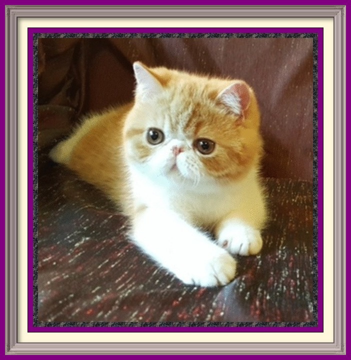 Exotic Shorthair kittens for sale in Alabama, Exotic Shorthair kittens for sale in AL, Exotic Shorthair kittens for sale in Alaska, AK, Exotic Shorthair kittens for sale in Arizona, AZ, Exotic Shorthair kittens for sale in Arkansas, AR, Exotic Shorthair kittens for sale in California, CA, Exotic Shorthair kittens for sale in Colorado, CO, Exotic Shorthair kittens for sale in Connecticut, CT, Exotic Shorthair kittens for sale in District of Columbia, DC, Exotic Shorthair kittens for sale in Delaware, DE, Exotic Shorthair kittens for sale in Florida, FL, Exotic Shorthair kittens for sale in Georgia, GA, Exotic Shorthair kittens for sale in Hawaii, HI, Exotic Shorthair kittens for sale in Idaho, ID, Exotic Shorthair kittens for sale in Illinois, IL, Exotic Shorthair kittens for sale in Indiana, IN, Exotic Shorthair kittens for sale in Iowa, IA, Exotic Shorthair kittens for sale in Kansas, KS, Exotic Shorthair kittens for sale in Kentucky, KY, Exotic Shorthair kittens for sale in Louisiana, LA, Exotic Shorthair kittens for sale in Maine, ME, Exotic Shorthair kittens for sale in Maryland, MD, Exotic Shorthair kittens for sale in Massachusetts, MA, Exotic Shorthair kittens for sale in Michigan, MI, Exotic Shorthair kittens for sale in Minnesota, MN, Exotic Shorthair kittens for sale in Mississippi, MS, Exotic Shorthair kittens for sale in Missouri, MO, Exotic Shorthair kittens for sale in Montana, MT, Exotic Shorthair kittens for sale in Nebraska, NE, Exotic Shorthair kittens for sale in Nevada, NV, Exotic Shorthair kittens for sale in New Hampshire, NH, Exotic Shorthair kittens for sale in New Jersey, NJ, Exotic Shorthair kittens for sale in New Mexico, NM, Exotic Shorthair kittens for sale in New York, NY, Exotic Shorthair kittens for sale in North Carolina, NC, Exotic Shorthair kittens for sale in North Dakota, ND, Exotic Shorthair kittens for sale in Ohio, OH, Exotic Shorthair kittens for sale in Oklahoma, OK, Exotic Shorthair kittens for sale in Oregon, OR, Exotic Shorthair kittens for sale in Pennsylvania, PA, Exotic Shorthair kittens for sale in Puerto Rico, PR, Exotic Shorthair kittens for sale in Rhode Island, RI, Exotic Shorthair kittens for sale in South Carolina, SC, Exotic Shorthair kittens for sale in South Dakota, SD, Exotic Shorthair kittens for sale in Tennessee, TN, Exotic Shorthair kittens for sale in Texas, TX, Exotic Shorthair kittens for sale in Utah, UT, Exotic Shorthair kittens for sale in Vermont, VT, Exotic Shorthair kittens for sale in Virginia, VA, Exotic Shorthair kittens for sale in Washington, WA, Exotic Shorthair kittens for sale in West Virginia, WV, Exotic Shorthair kittens for sale in Wisconsin, WI, Exotic Shorthair kittens for sale in Wyoming, WY