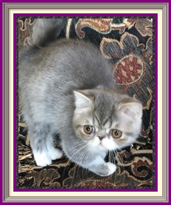 sale, orange british shorthair kitten, silver british shorthair for sale, chartreux cat breeds, british shorthair cross, exotic kittens for sale uk, blue shorthair cat breeds, asian shorthair cat for sale, british black cat, exotic cats for sale in Texas, british shorthair cat weight, british shorthair brown, golden british shorthair kittens for sale, ragdoll mix kittens, british short blue cat, british shorthair silver tabby price, exotic cats to own, exotic shorthair kittens for sale in pa, british exotic cat, silver shorthair cat, european shorthair cat for sale, siamese kittens for sale in Wisconsin, british shorthair grey tabby, ragdoll mix kittens for sale, blue cream british shorthair, exoctic cat breeds, russian blue breeders, grey shorthair cat for sale, british shorthair puppy, british domestic shorthair cat, white exotic cat, gray shorthair cat, british shorthair cinnamon cat for sale, purebred siamese kittens for sale, blue persian cat for sale, colorpoint shorthair cat, red exotic shorthair kitten, exotic animal breeders, black exotic shorthair kitten, chocolate siamese kittens for sale, british shorthair tabby for sale, british shorthair blue eyes for sale, big british shorthair, british blue color, white exotic shorthair for sale, british blue cream, british shorthair breed profile, exotic shorthair kittens nyc, british shorthair silver tabby breeders, british bicolor shorthair cat, norwegian forest cat breeders, exotic shorthair Himalayan, female british shorthair kittens for sale, black shorthair cat breeds, british shorthair male for sale, sphynx kittens for sale craigslist, american shorthair kittens for adoption, fat british shorthair cat, exotic shorthair Singapore, british blue personality, devon rex cat breeds, domestic shorthair kittens for sale, british shorthair kittens florida, shorthair cinnamon kitten, exotic shorthair breeders uk, siamese bengal cat for sale, exotic shorthair kittens florida, lilac bsh, black and white british shorthair kittens, english blue shorthair cat, american shorthair cat breeds, british blue cat blue eyes, english shorthair blue, exotic shorthair cat kitten, british shorthair info, british blue female, exotic kitty, exotic shorthair silver, siamese himalayan kittens for sale,