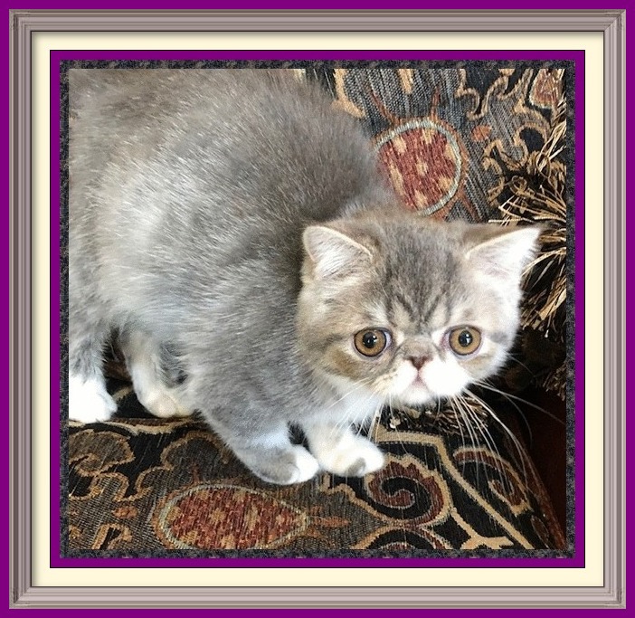 sale, orange british shorthair kitten, silver british shorthair for sale, chartreux cat breeds, british shorthair cross, exotic kittens for sale uk, blue shorthair cat breeds, asian shorthair cat for sale, british black cat, exotic cats for sale in Texas, british shorthair cat weight, british shorthair brown, golden british shorthair kittens for sale, ragdoll mix kittens, british short blue cat, british shorthair silver tabby price, exotic cats to own, exotic shorthair kittens for sale in pa, british exotic cat, silver shorthair cat, european shorthair cat for sale, siamese kittens for sale in Wisconsin, british shorthair grey tabby, ragdoll mix kittens for sale, blue cream british shorthair, exoctic cat breeds, russian blue breeders, grey shorthair cat for sale, british shorthair puppy, british domestic shorthair cat, white exotic cat, gray shorthair cat, british shorthair cinnamon cat for sale, purebred siamese kittens for sale, blue persian cat for sale, colorpoint shorthair cat, red exotic shorthair kitten, exotic animal breeders, black exotic shorthair kitten, chocolate siamese kittens for sale, british shorthair tabby for sale, british shorthair blue eyes for sale, big british shorthair, british blue color, white exotic shorthair for sale, british blue cream, british shorthair breed profile, exotic shorthair kittens nyc, british shorthair silver tabby breeders, british bicolor shorthair cat, norwegian forest cat breeders, exotic shorthair Himalayan, female british shorthair kittens for sale, black shorthair cat breeds, british shorthair male for sale, sphynx kittens for sale craigslist, american shorthair kittens for adoption, fat british shorthair cat, exotic shorthair Singapore, british blue personality, devon rex cat breeds, domestic shorthair kittens for sale, british shorthair kittens florida, shorthair cinnamon kitten, exotic shorthair breeders uk, siamese bengal cat for sale, exotic shorthair kittens florida, lilac bsh, black and white british shorthair kittens, english blue shorthair cat, american shorthair cat breeds, british blue cat blue eyes, english shorthair blue, exotic shorthair cat kitten, british shorthair info, british blue female, exotic kitty, exotic shorthair silver, siamese himalayan kittens for sale,