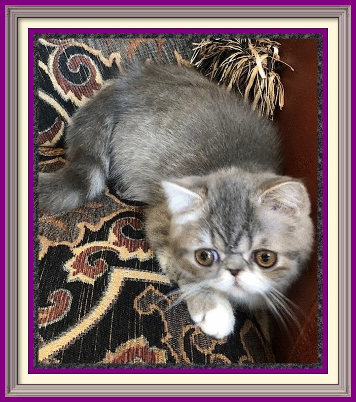 chinchilla kittens for sale, british cinnamon kitten, exotic cat price, cheshire cat breed, american shorthair breeders, exotic shorthair, british shorthair silver tabby kitten, exotic shorthair stuffed animal, siamese kittens for sale craigslist, extoic cats, exotic shorthair red tabby, british blue hair cat, english kittens for sale, exotic shorthair kitty, exotic shorthair munchkin for sale, gray british shorthair, brown british shorthair kittens for sale, british shorthair red, most exotic cat breeds, domestic shorthair cat breeds, exotic longhair Persian, tonkinese cat breeds, cream british shorthair cat, short cat breeds, british shorthair kitten care, female british shorthair cat, gray british shorthair kittens, silver shorthair kittens for sale, long haired persian kitten, british shorthair health problems, siamese mix kittens for sale, exptic shorthair kitten, ginger british shorthair cat, british shorthair care, british blue shorthair cat temperament, exotic shorthair silver tabby, pedigree british shorthair, ragdoll kittens for sale in Wisconsin, british shorthair striped, purebred exotic shorthair kittens, british shorthair behavior, british shorthair cat information, golden british shorthair for sale, exotic cat names, white siamese kittens for sale, british shorthair shed, large exotic cats, british cat buy, blue tortie british shorthair, british shorthair coat, british exotic shorthair cat, british blue shorthair cats for adoption, british blue tabby, munchkin cat breeds, british shorthair cat kittens, persian cat kitten for sale, british shorthair kitty, price of exotic shorthair cat, exzotic cats, exotic shorthair information, exotic himalayan cat, british shorthair kittens nyc, silver exotic shorthair, best brush for british shorthair cat, british blue kitten price, british shorthair house cat, short haired himalayan kittens for sale, siamese kittens for sale Illinois, british colourpoint cat, british longhair kittens price, english shorthair cat price, the british shorthair cat, english blue cat kittens, british shorthair lilac point, exotic shorthair stud, british longhair kittens for sale near me, european shorthair cat price, pure british shorthair, british shorthair spotted, british shorthair kittens for sale Singapore, grey shorthair kittens for sale, garfield cat breed for sale, oriental cat breeds, british blue tabby cat, british shorthair intelligence, british shorthair grey and white, british shorthair tiger, british shorthair cost, british shorthair weight, blue exotic kitten, serval cat breeds, blue point ragdoll kittens for