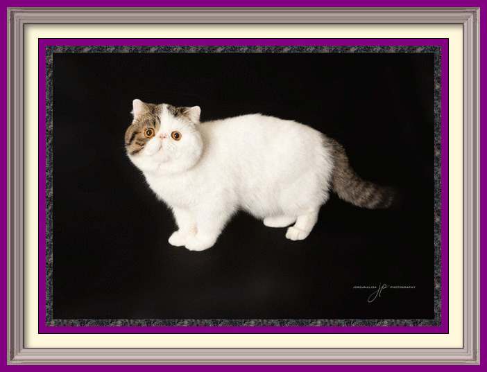 CH Purrtopia Grand Phinale-framed
