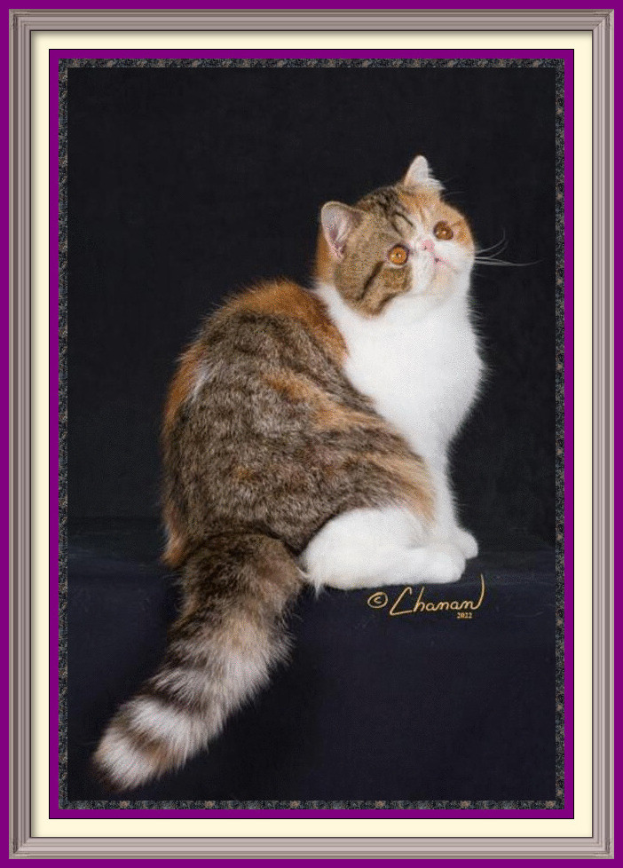 CH Glorypurrs Giselle of Purrtopia-framed