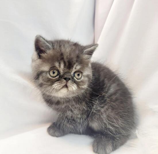 black silver tabby esh-2 black silver tabby esh-2