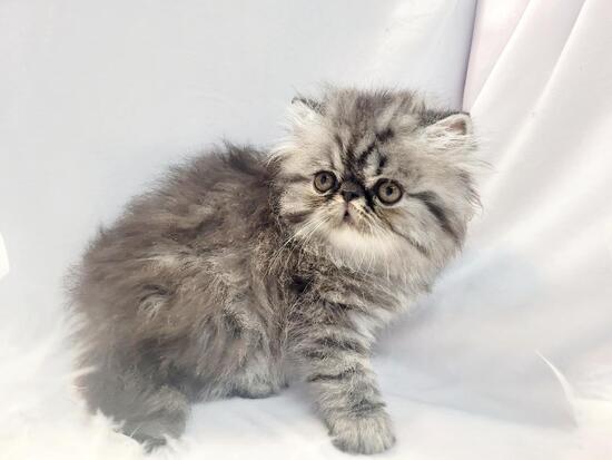 silver mac elh m silver mac elh m