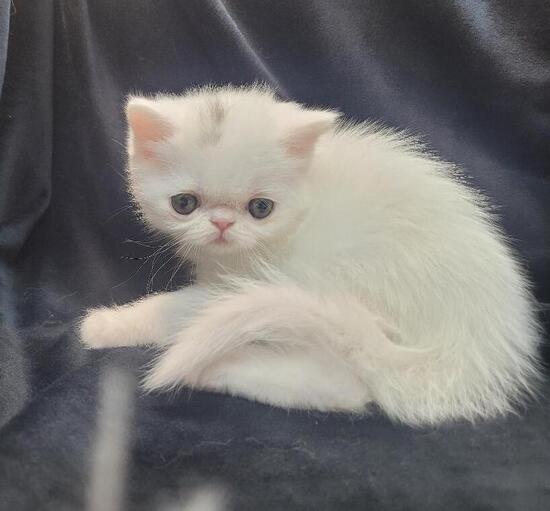 white esh m 2 white esh m 2