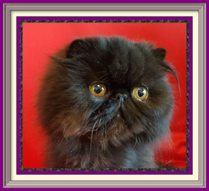 Girls - Purrtopia Persian & Exotics